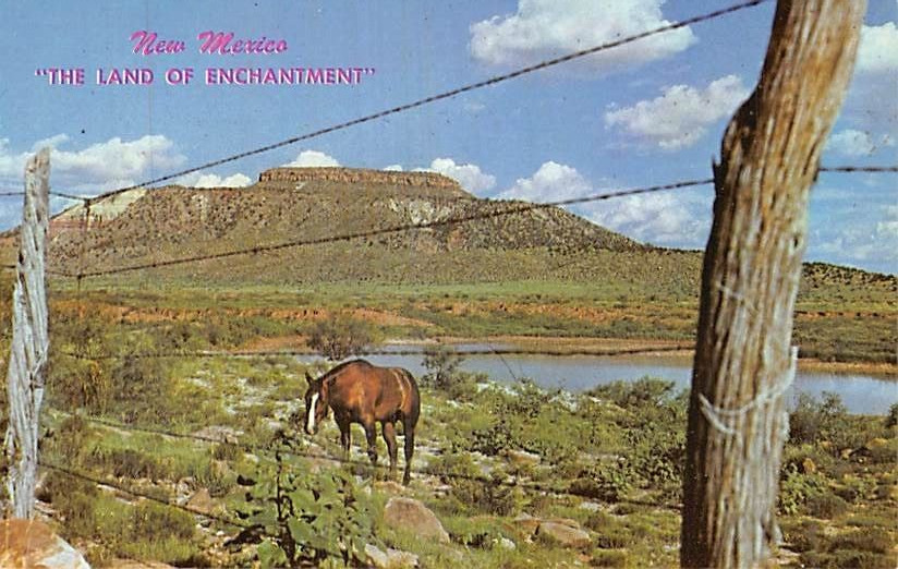 Postcard NM: Land of Enchantment, Grazing Horse, Tucumcari, New Mexico