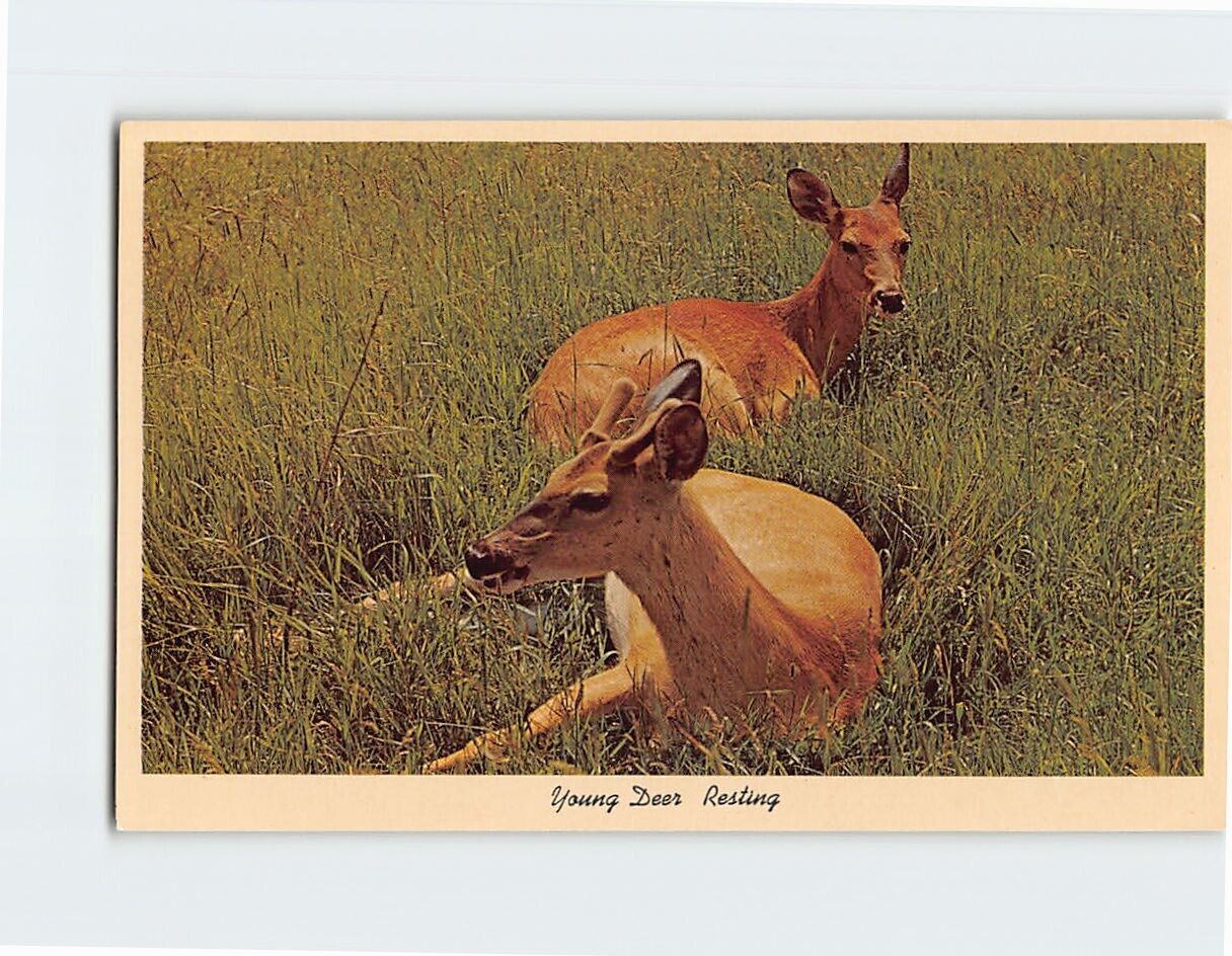 Postcard Young Deer Resting