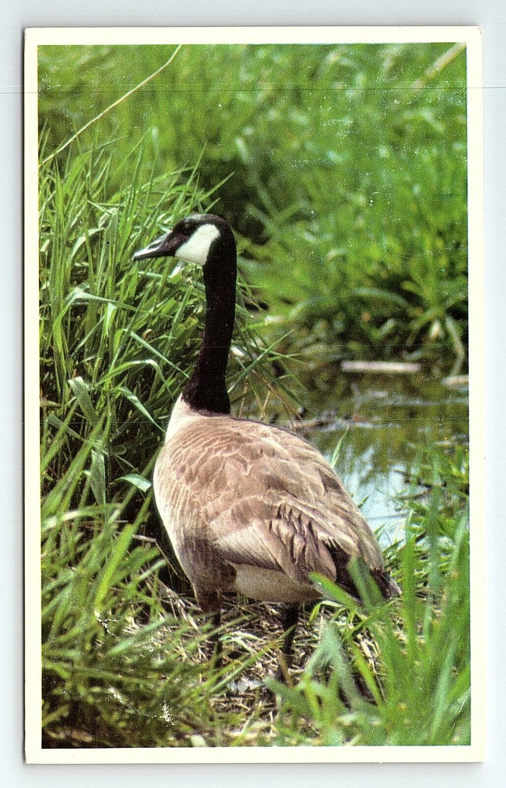 Beautiful Canada Canadian Goose Bird Vintage Postcard