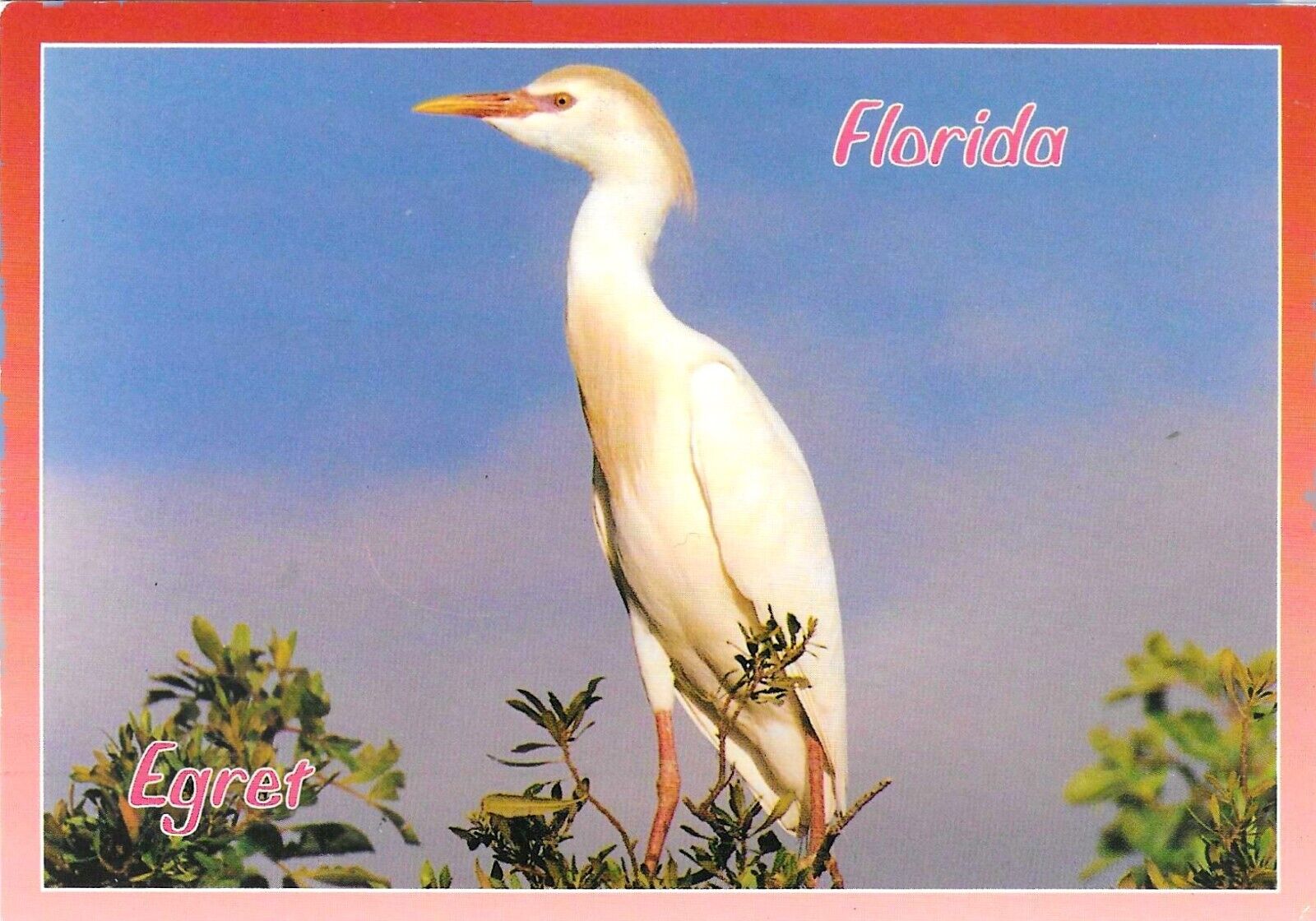 Vintage Florida Chrome Postcard Birds Egret Tropical Heron Family