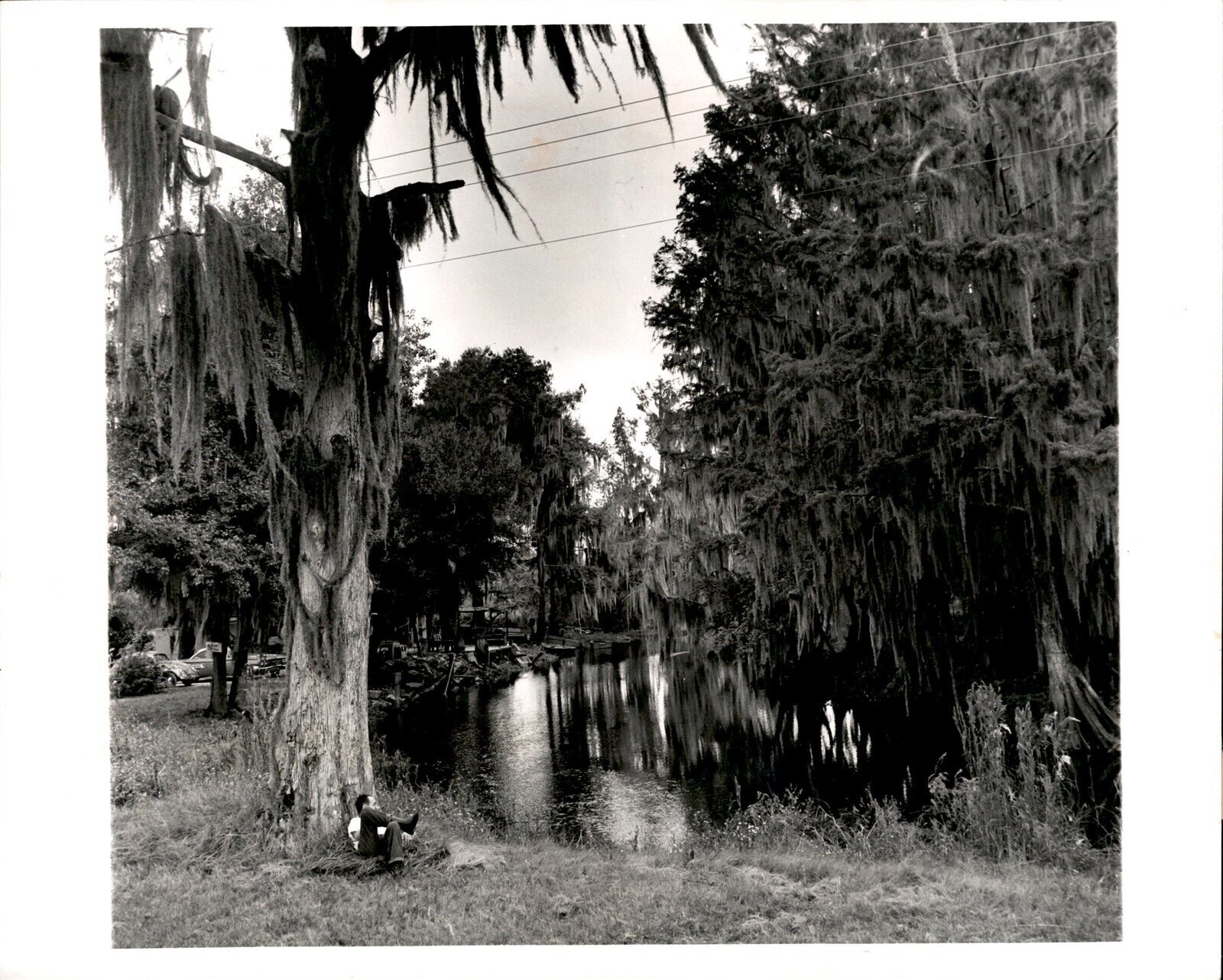 LG53 1963 Orig Doug Kennedy Photo SPANISH MOSS HANGING FROM TREES GAINESVILLE