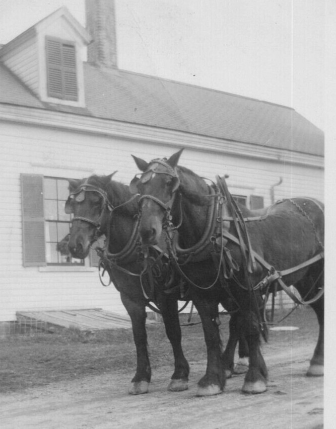 5B Photograph Team Of Work Horses Old Barn 1930-40\'s 