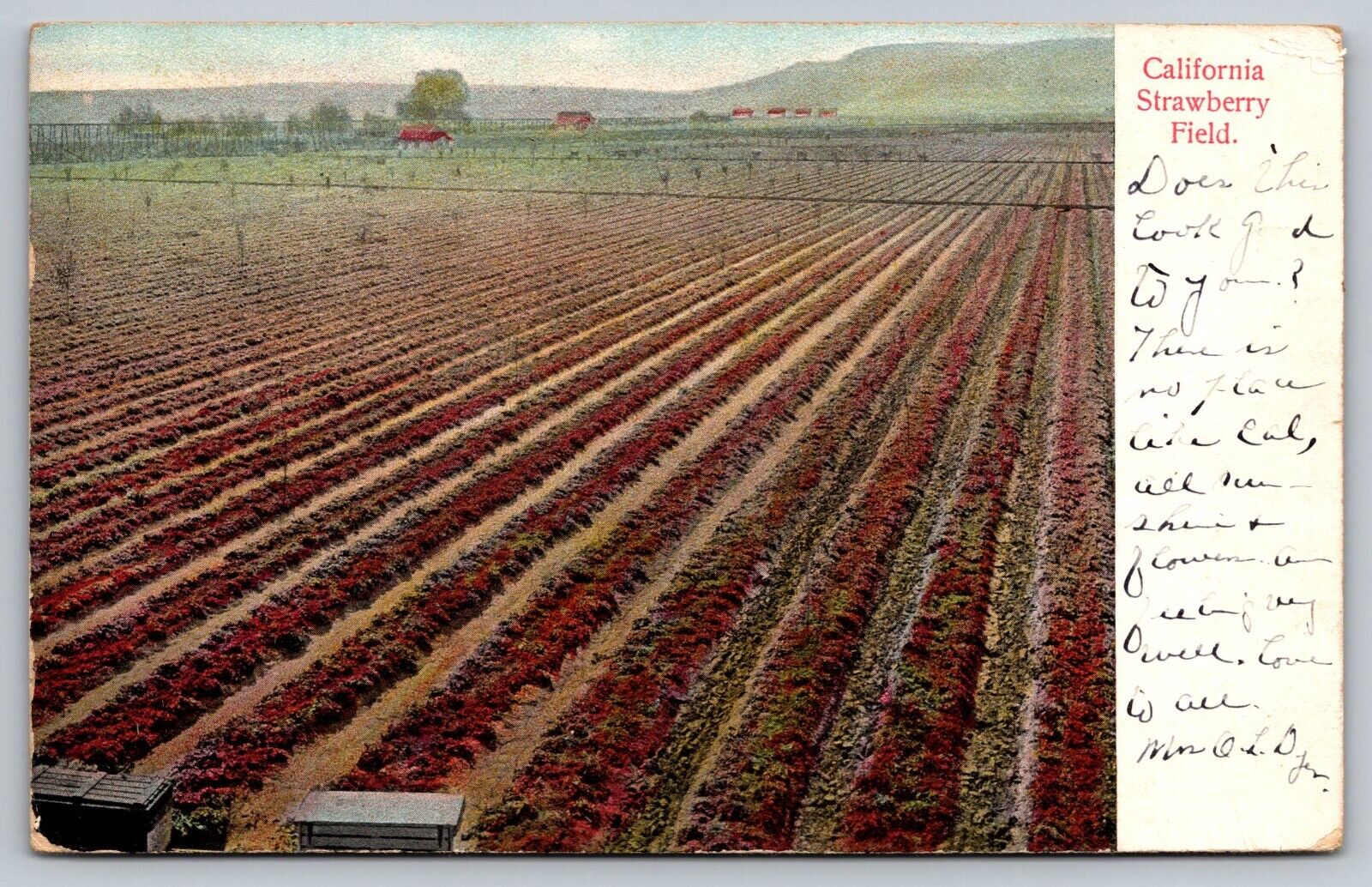 1906 Undivided Back Postcard California Field Aerial View A4