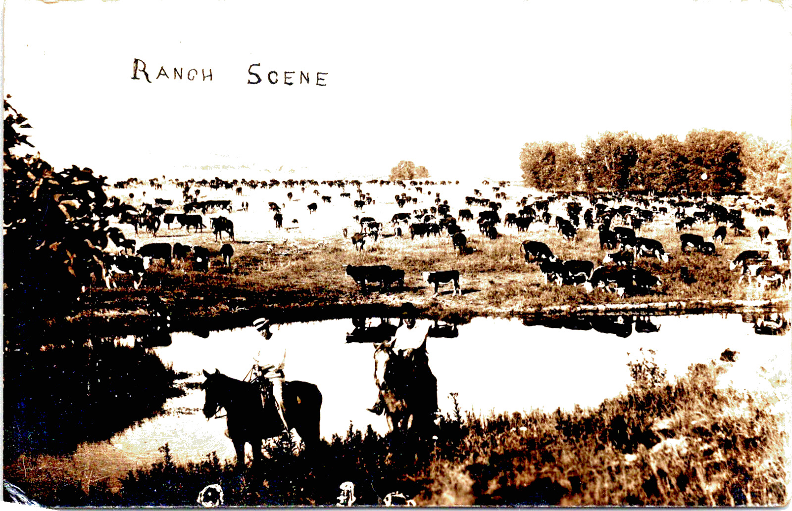 Antique RPPC Real Photo Postcard  1921 Elkhart Kansas Ranch Scene Cattle Horses
