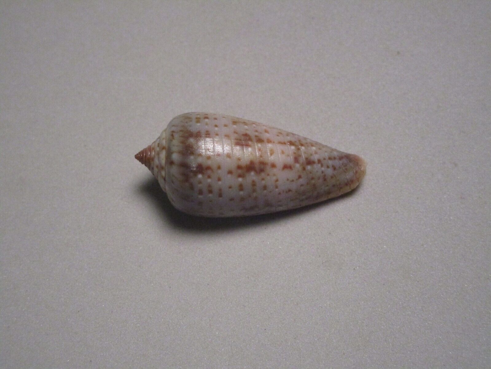Conus cinereus Hwass, 1792 \