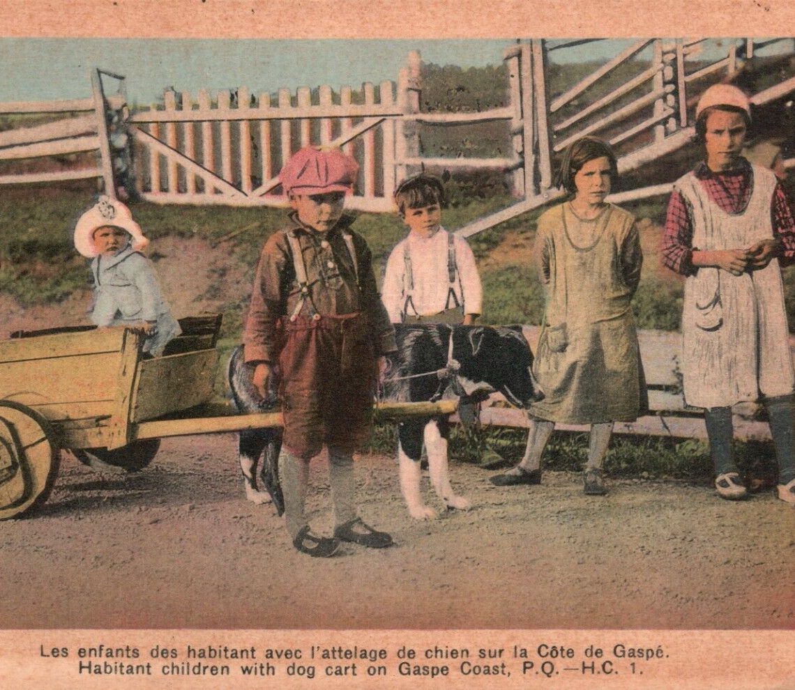 Habitant Children with Dog Cart on Gaspe Coast, P.Q.-H.C. Vintage Postcard/pc207