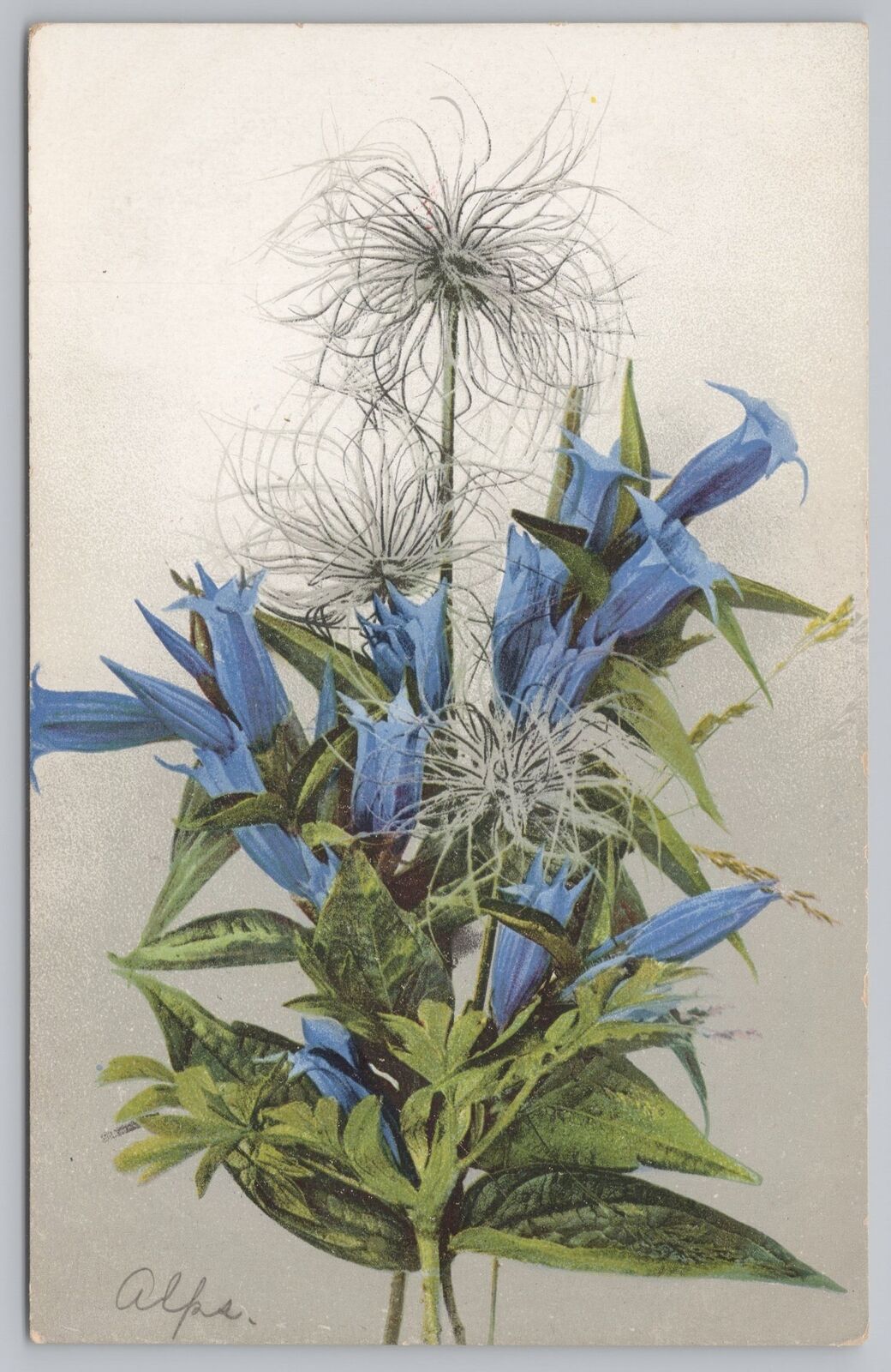 Flowers~Blue Alpine Anemone~Vintage Postcard