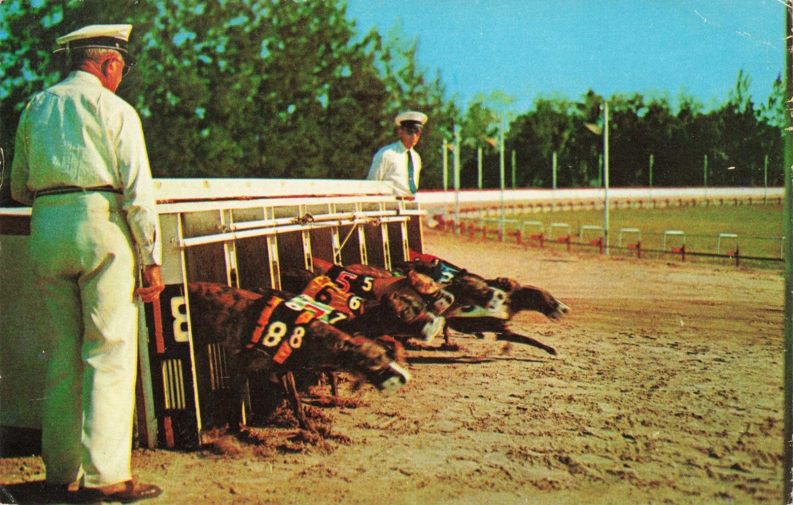 Winter Haven Florida, Greyhound Racing Breaking Starting Box, Vintage Postcard