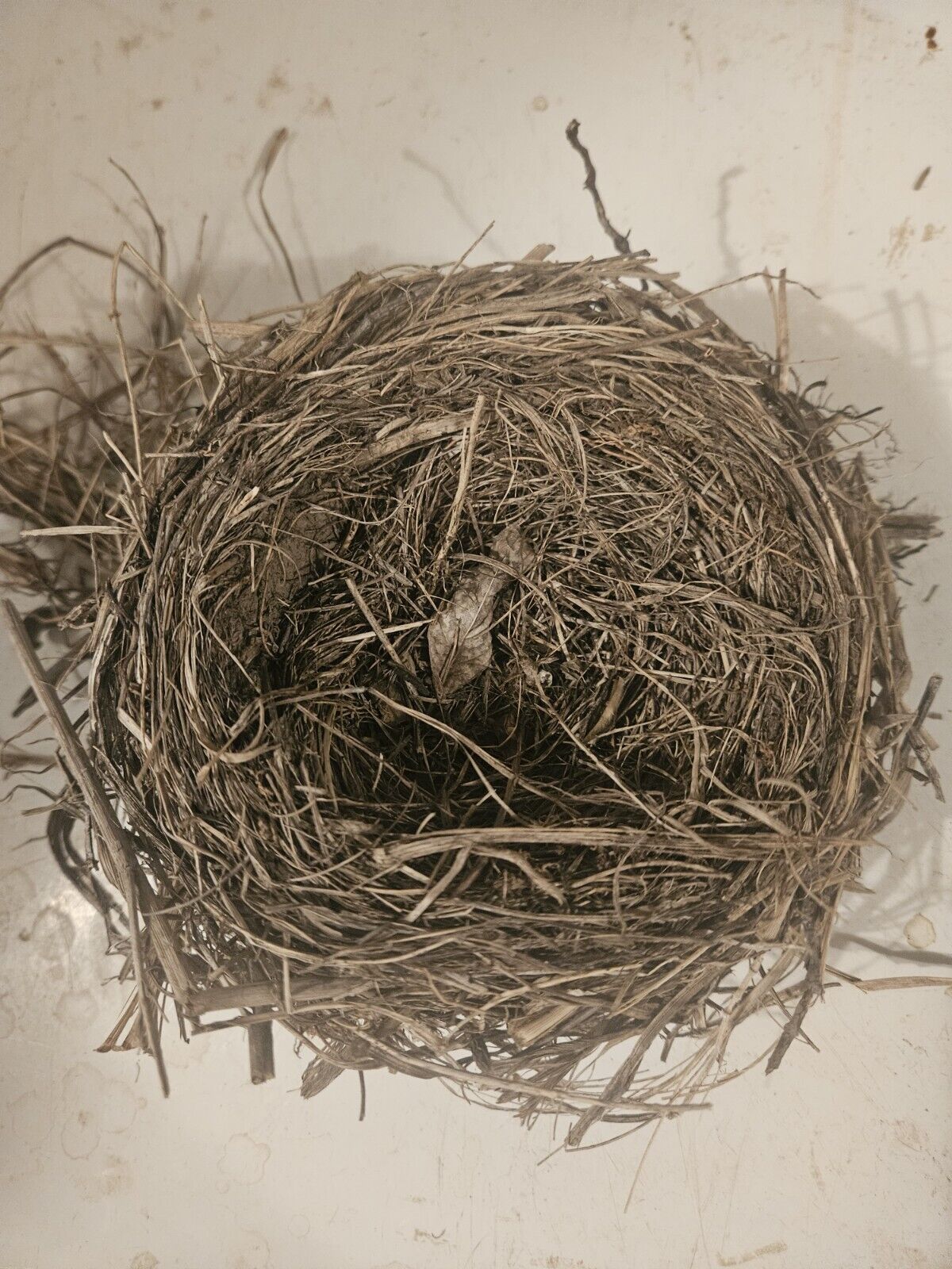 Real Natural Abandoned Bird Nest 6\