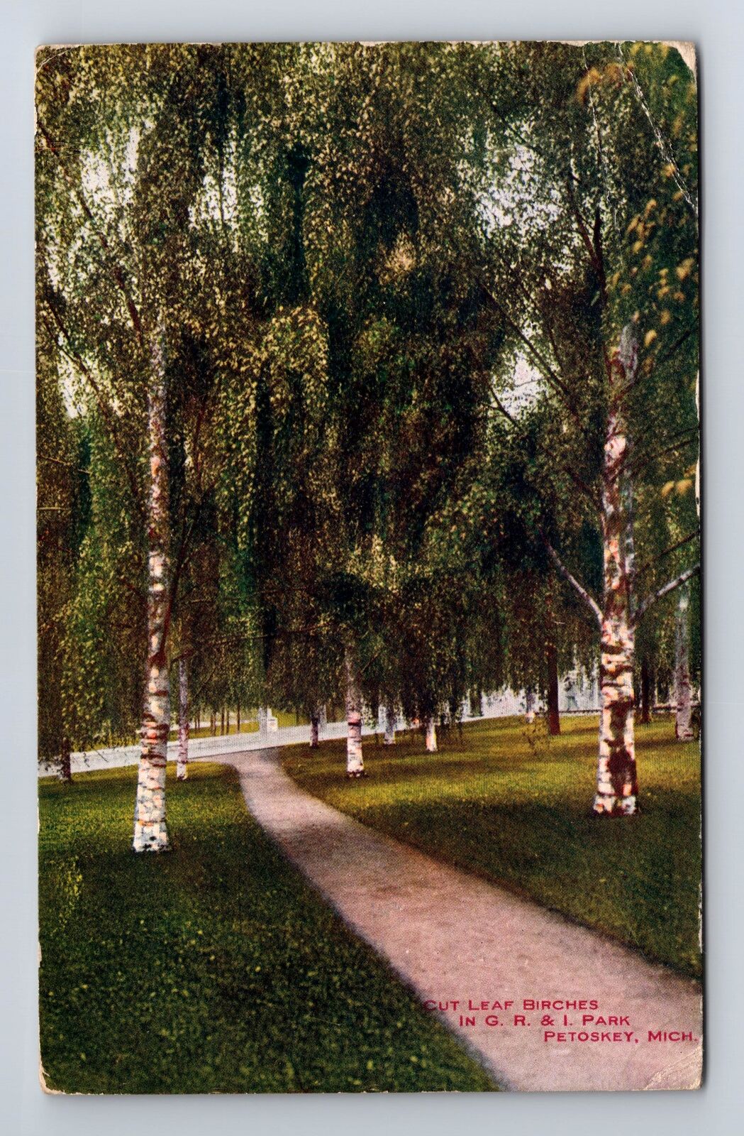 Petoskey MI-Michigan, Cut Leaf Birches, Antique, Vintage c1911 Postcard