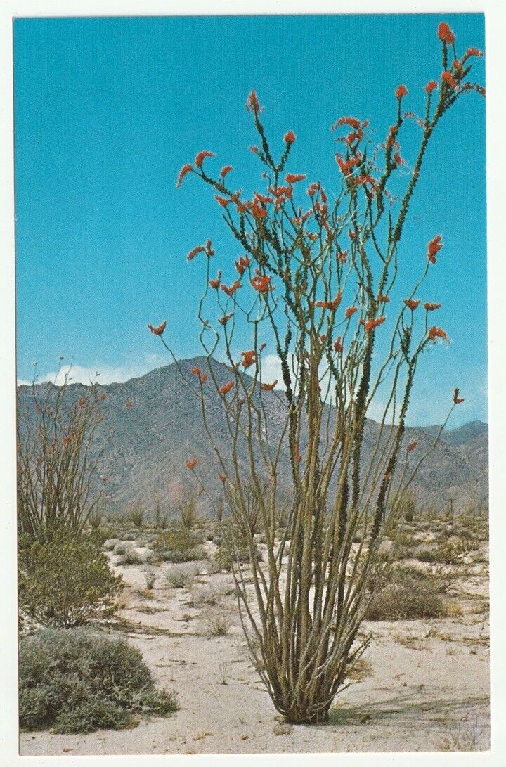 Vintage Unposted Photochrome PC Beautiful Ocotillo in bloom
