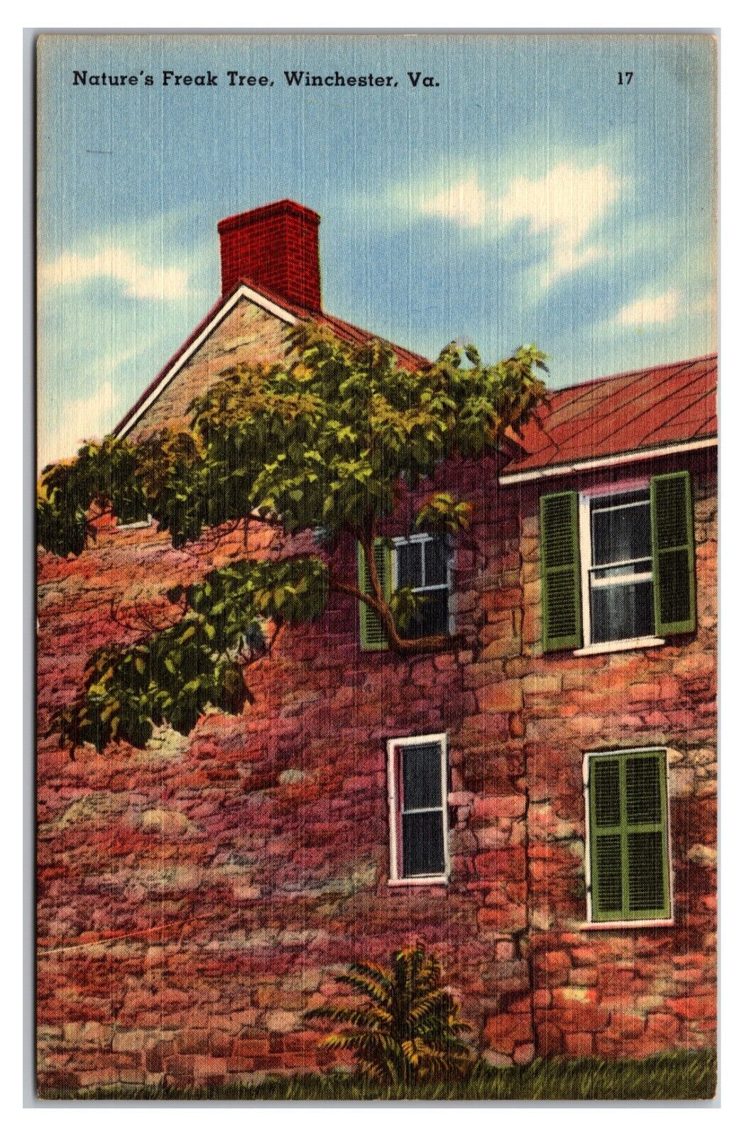 Vintage 1930s - Nature\'s Freak Tree - Winchester , Virginia Postcard (UnPosted)