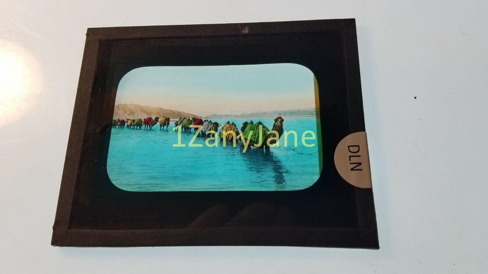 DLN Glass Magic Lantern Slide Photo LINE CHAINED CAMELS CROSSING THROUGH WATER