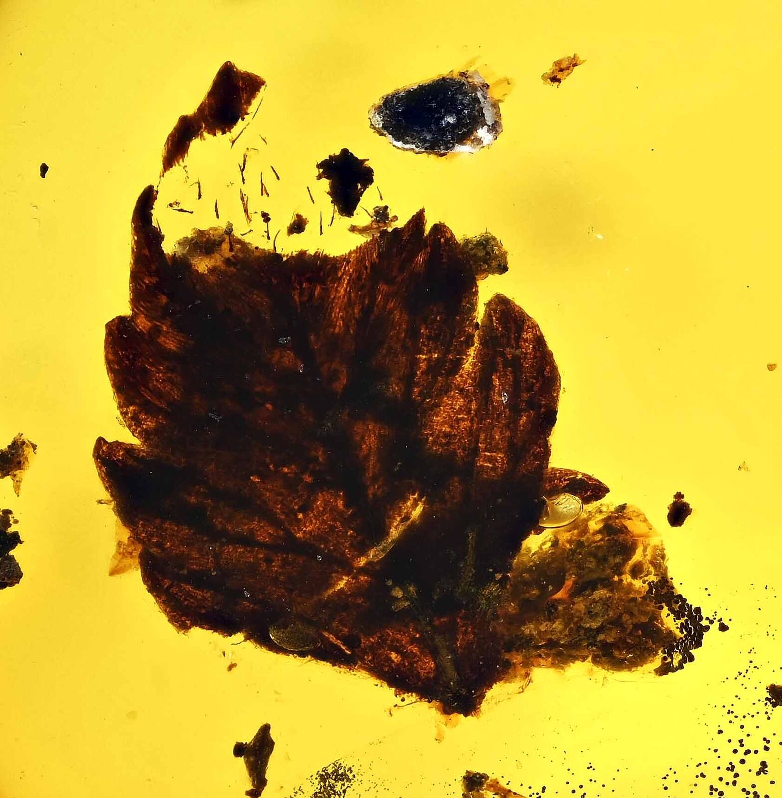 Interesting Botanical Leaf, Fossil inclusion in Burmese Amber