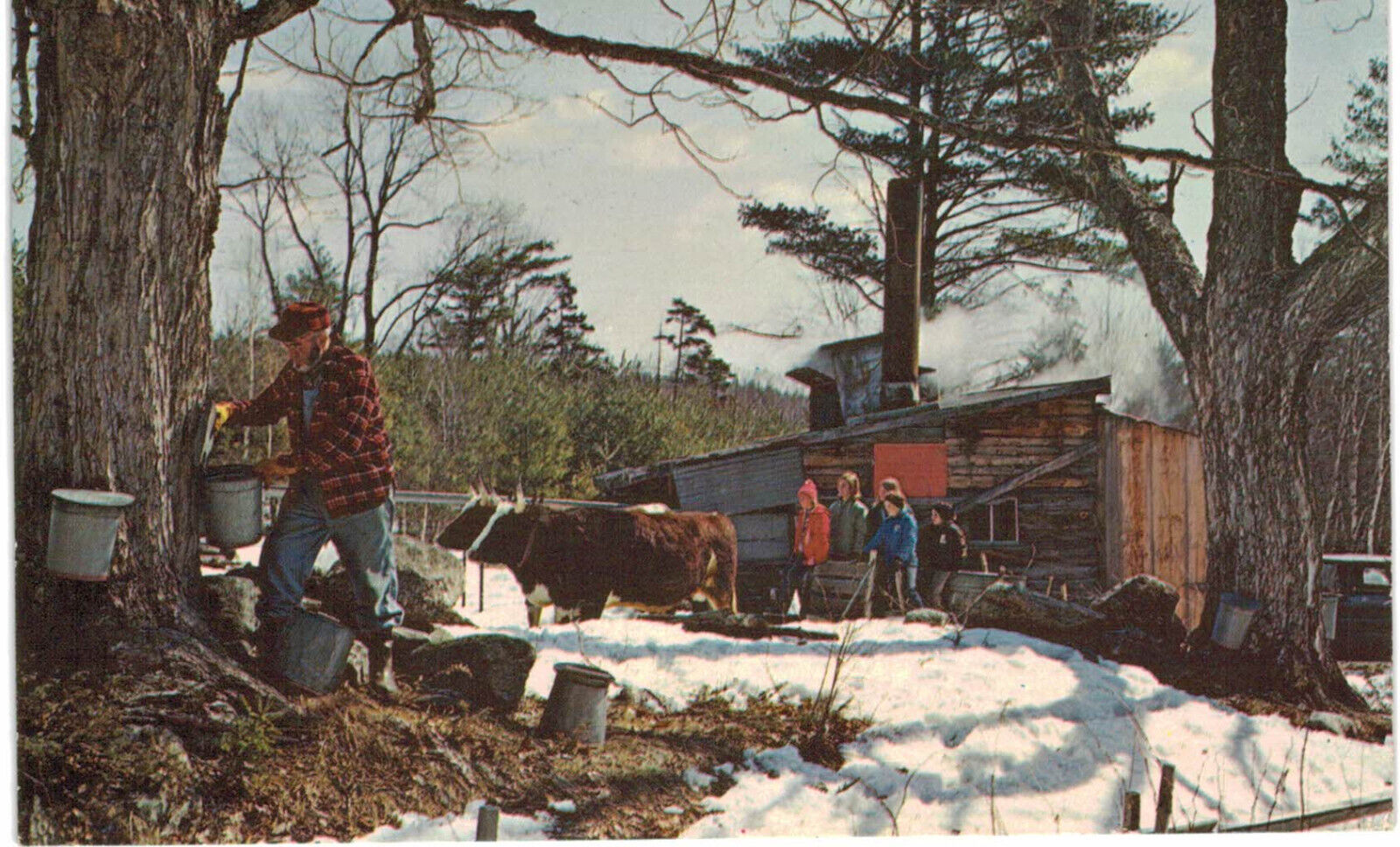 Middlebury, Vermont - Maple Sugar Time in New England - Vintage c1960 Postcard