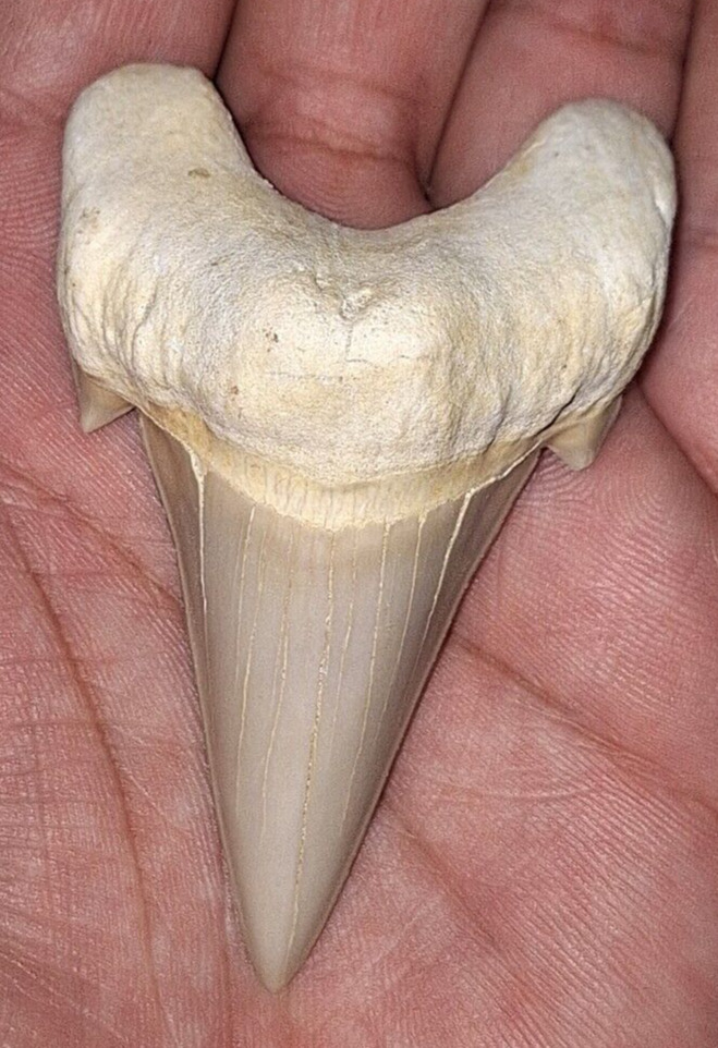 Stunning high quality otodus obliquus shark teeth fossil mackerel shark tooth