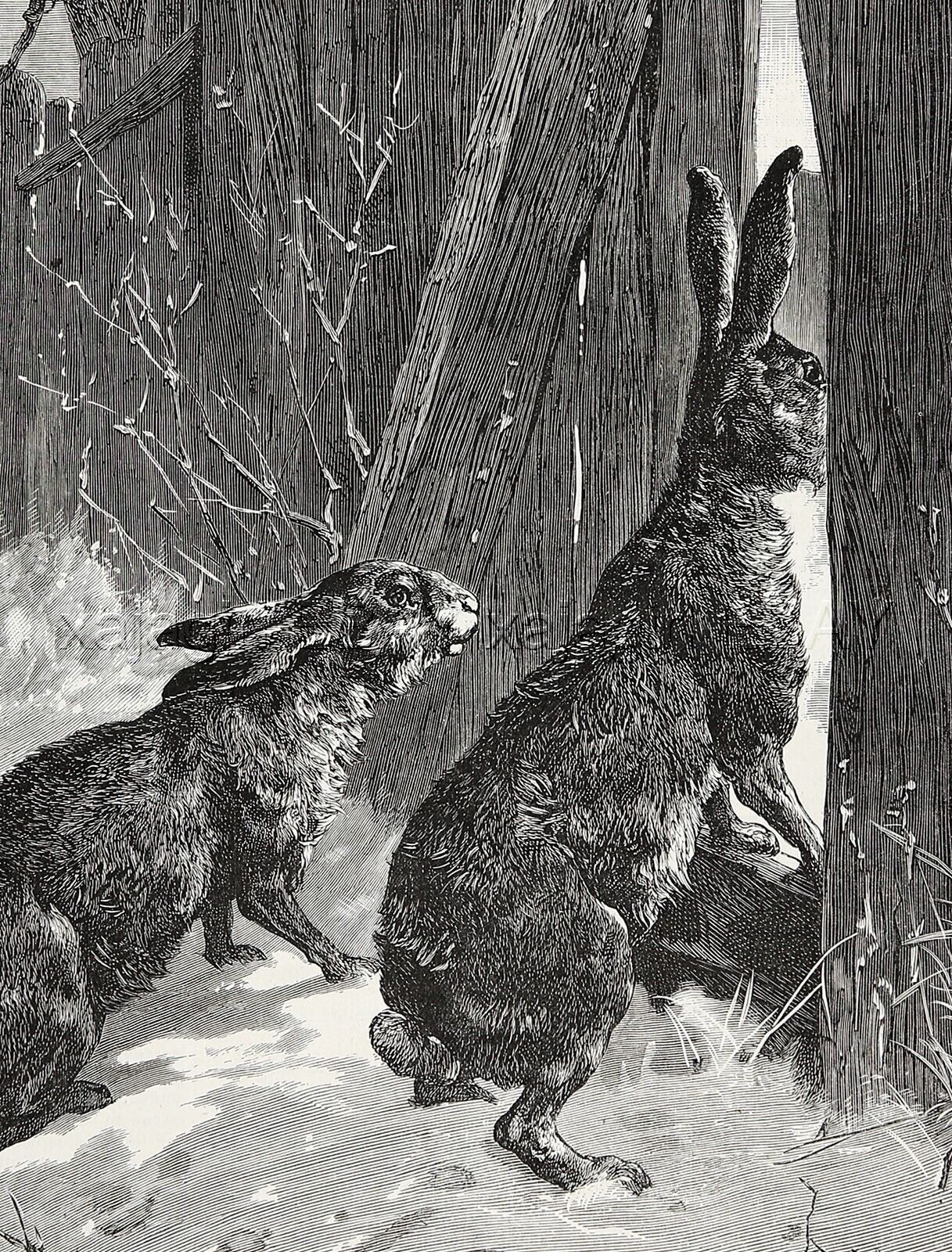 Rabbits Preparing to Raid the Garden Cabbage Large 1870s Antique Engraving Print