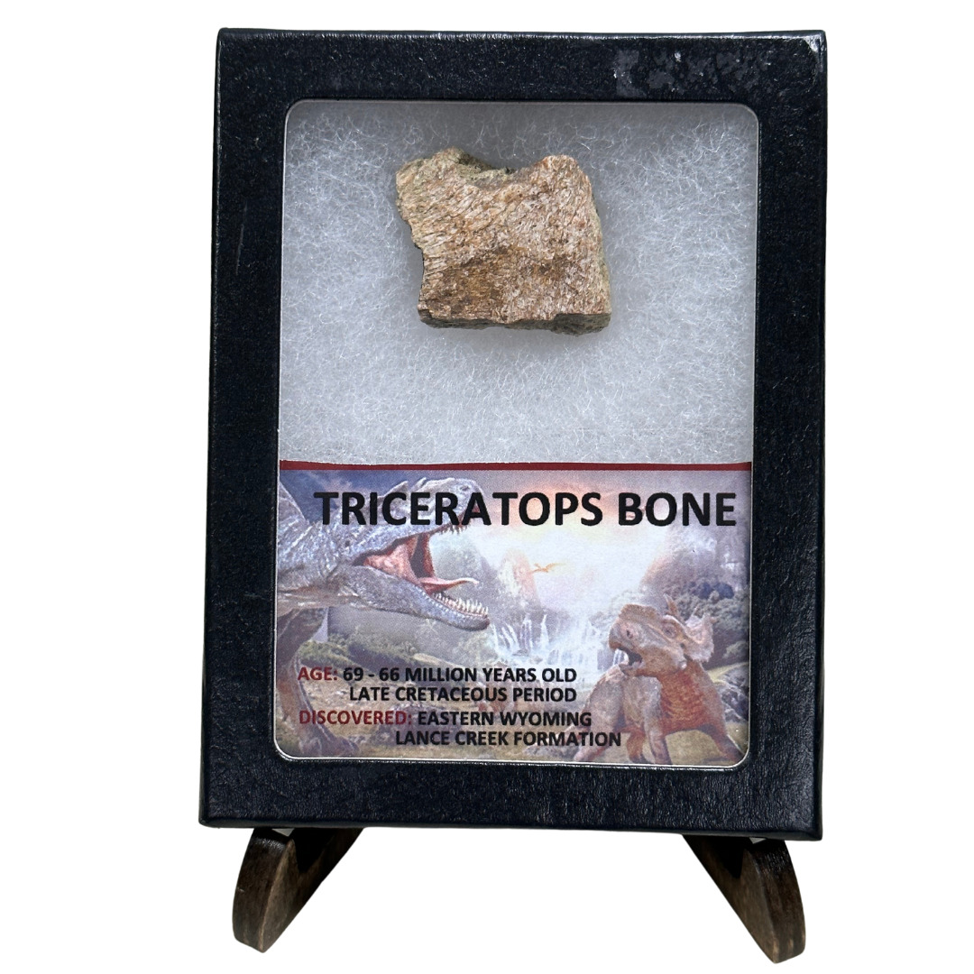 Prehistoric Triceratops Bone Fragment