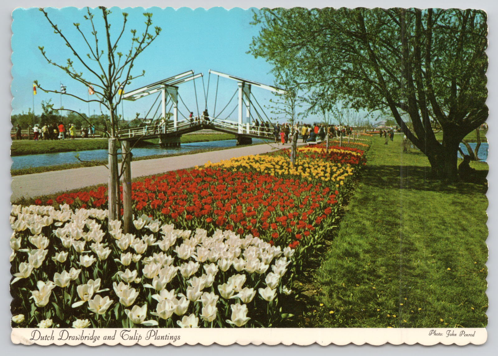 Holland Michigan Tulip Time Festival Windmill Continental Chrome Vtg Postcard