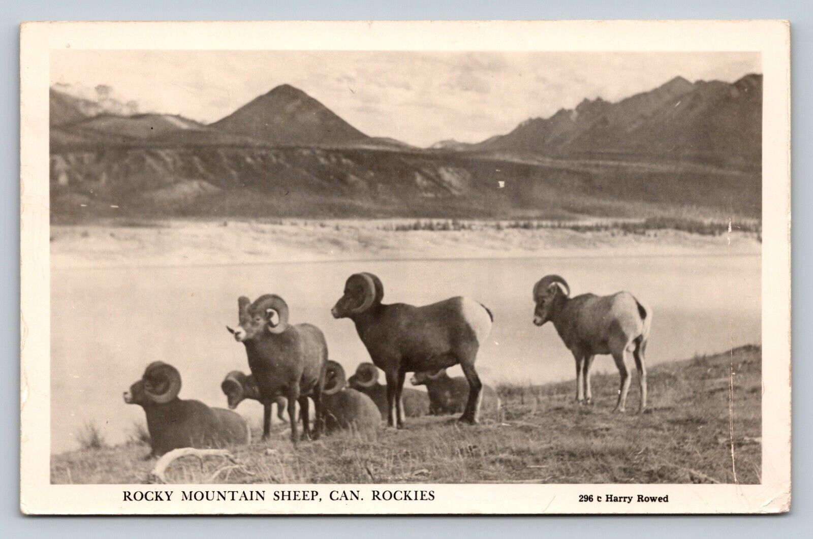 c1952 RPPC Rocky Mountain Sheep, Canada Rockies VINTAGE Postcard