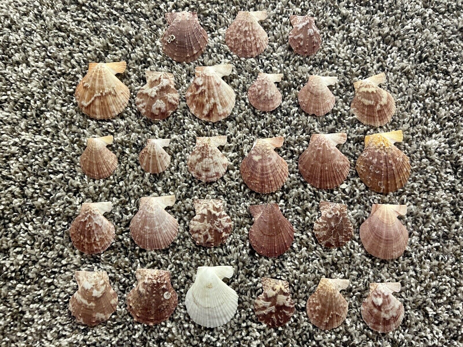 Lot Of 27 Shells Approximately 1” Wide Scallop Seashells Cream Color Craft