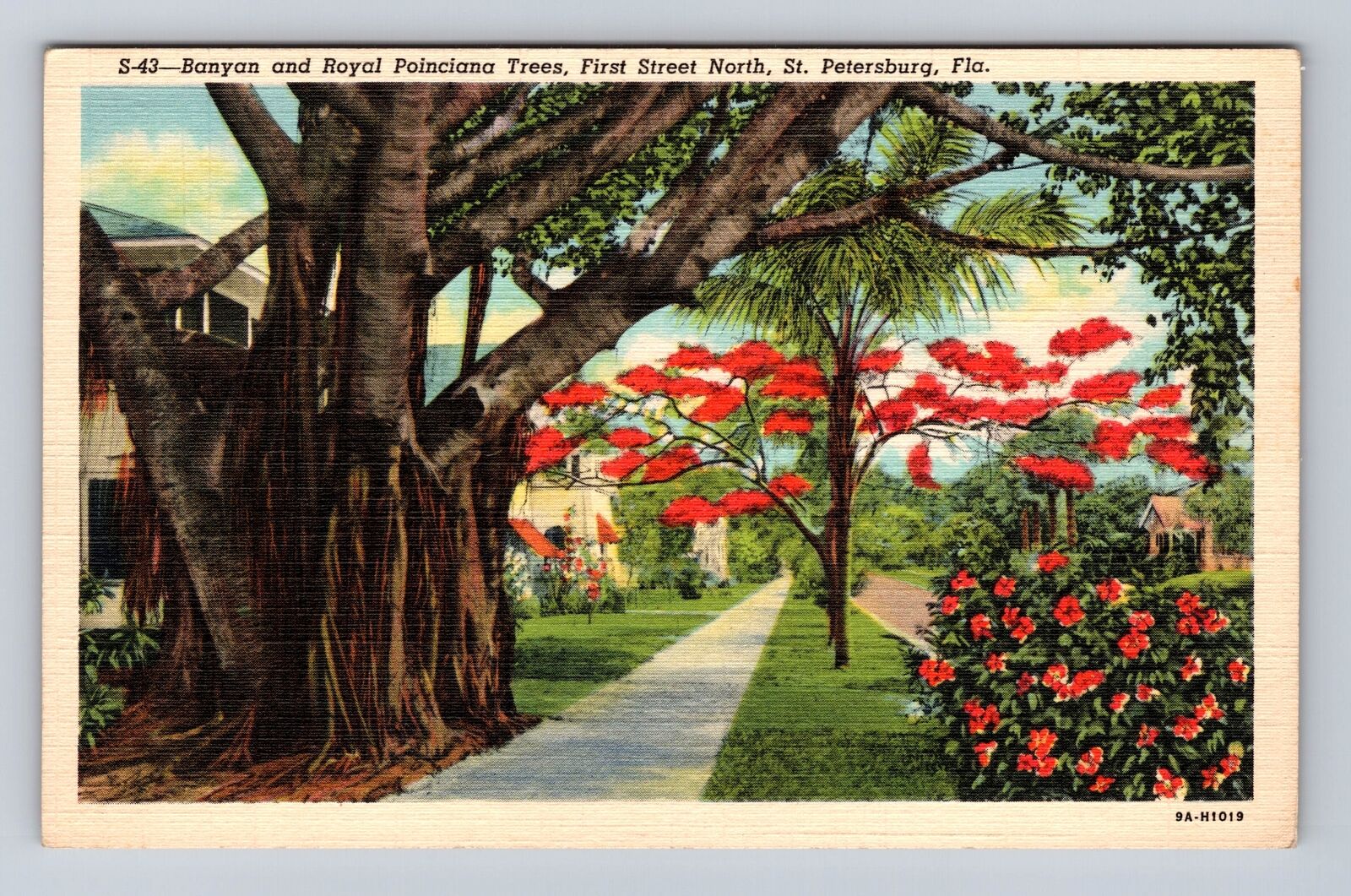 St Petersburg FL-Florida, Banyan & Royal Poinciana Trees, Vintage Postcard
