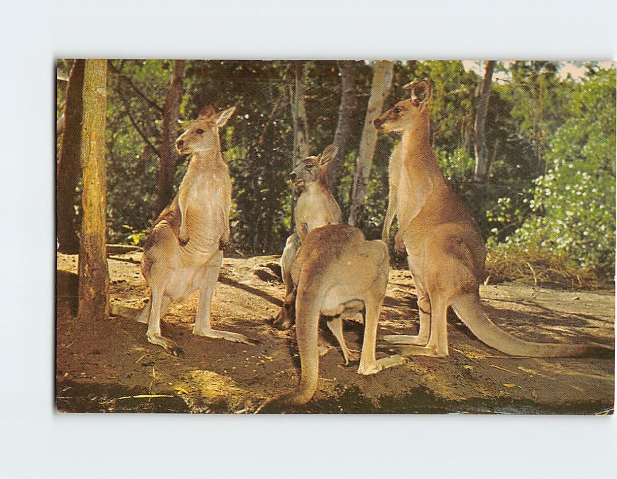 Postcard Australian Kangaroos Australia