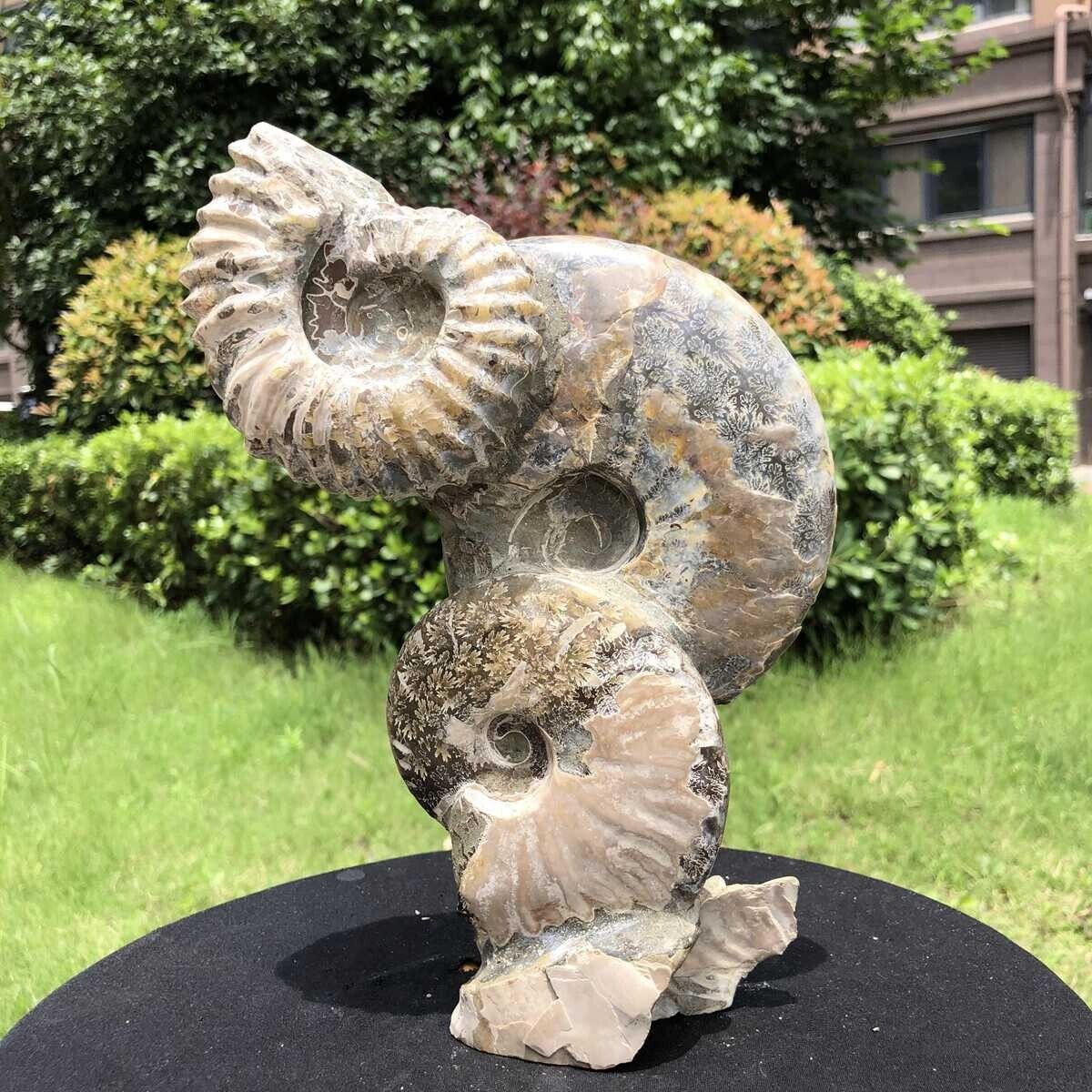 4.07LB TOP Natural Beautiful ammonite fossil conch Crystal specimen heals 3373