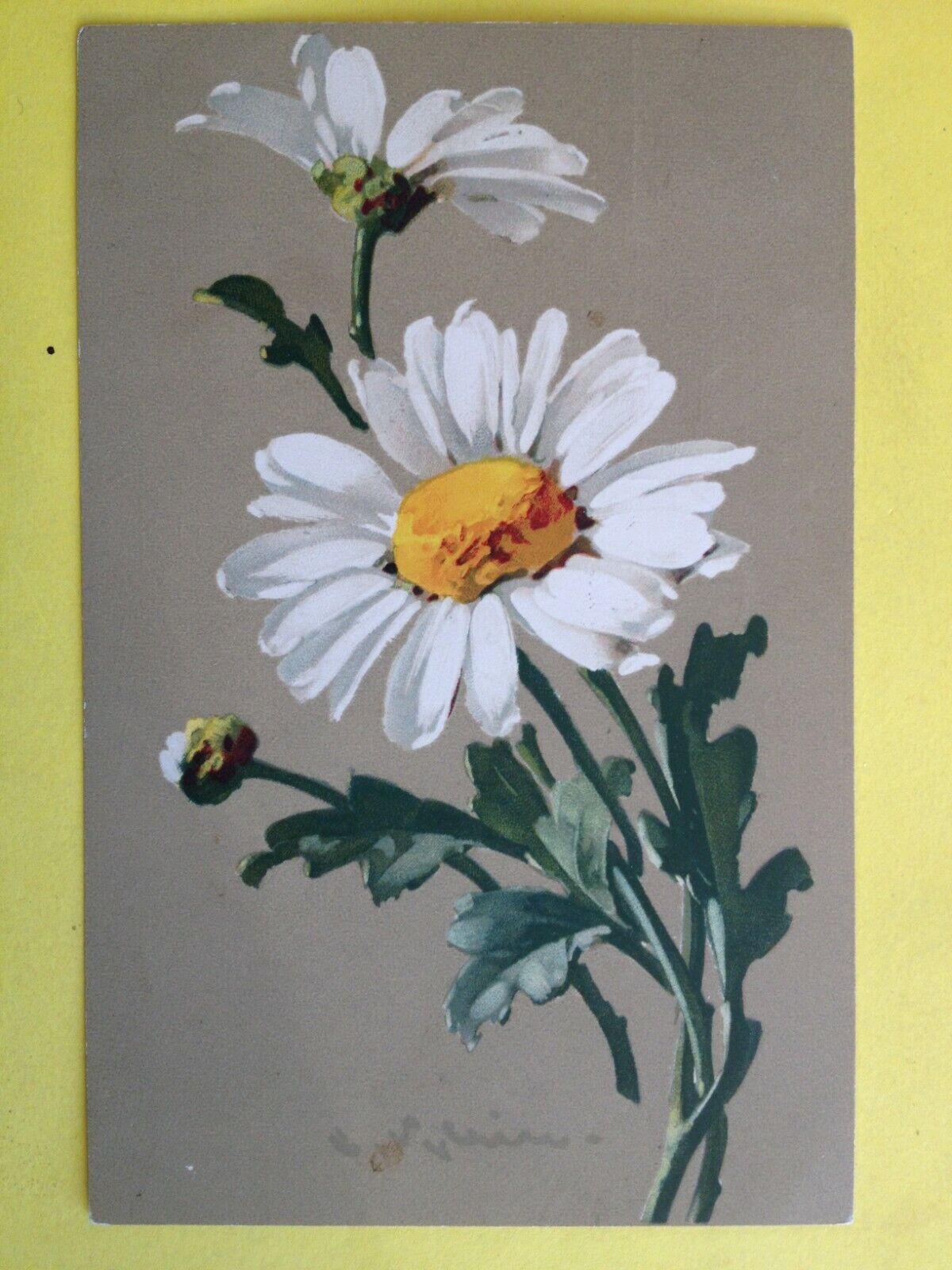 cpa Meissner & book WATERCOLOR DRAWING signed Catharina KLEIN Flowers Marguerite