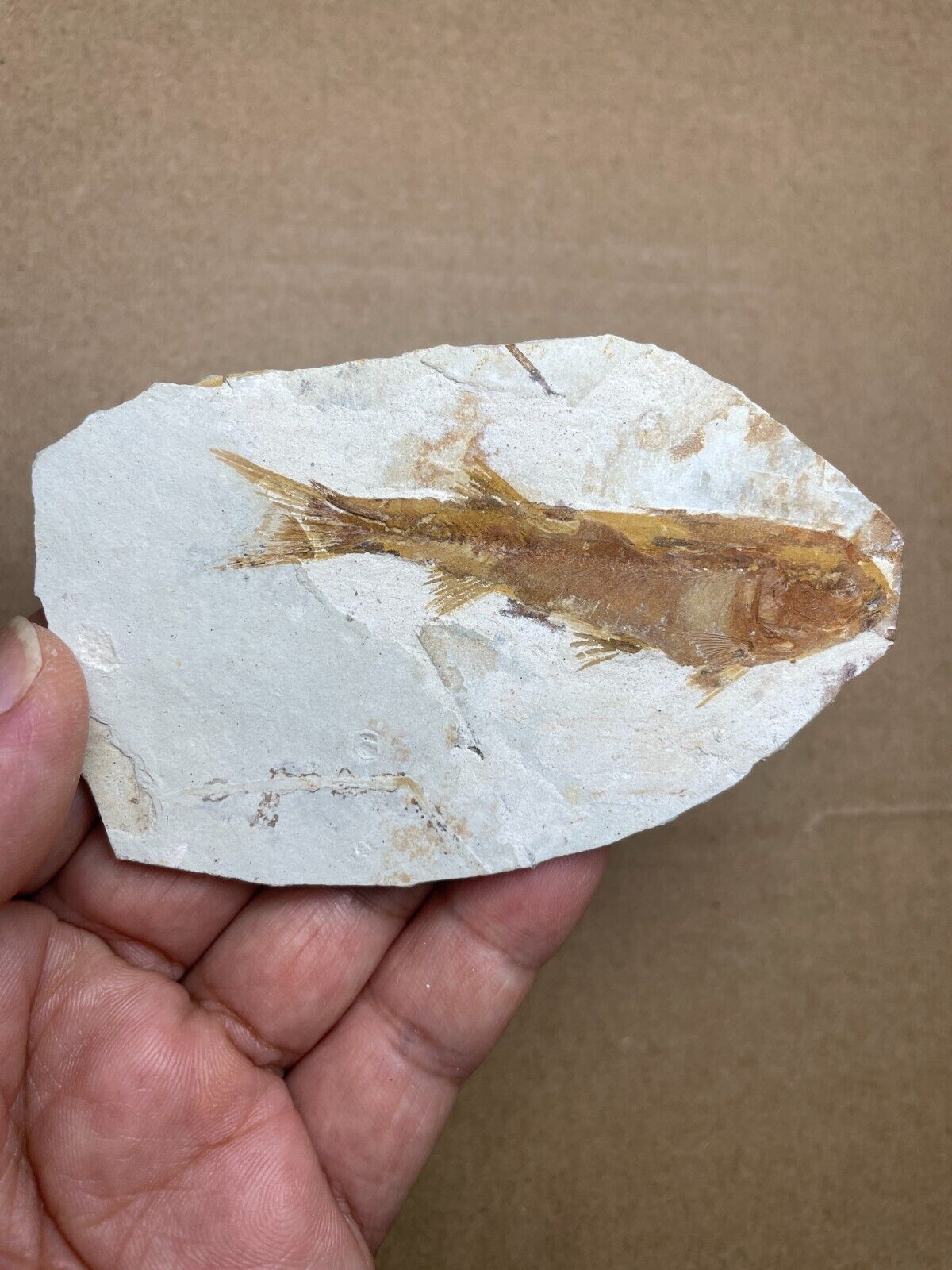30g Jurassic Period lycoptera fish rock specimen Western Liaoning china