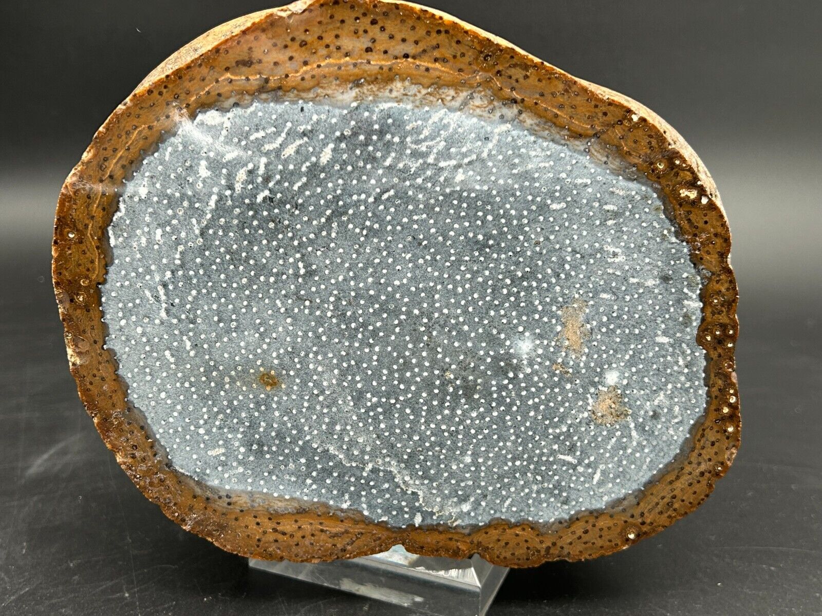 Petrified Palm Wood Slab end cut 10+lb lapidary root specimen