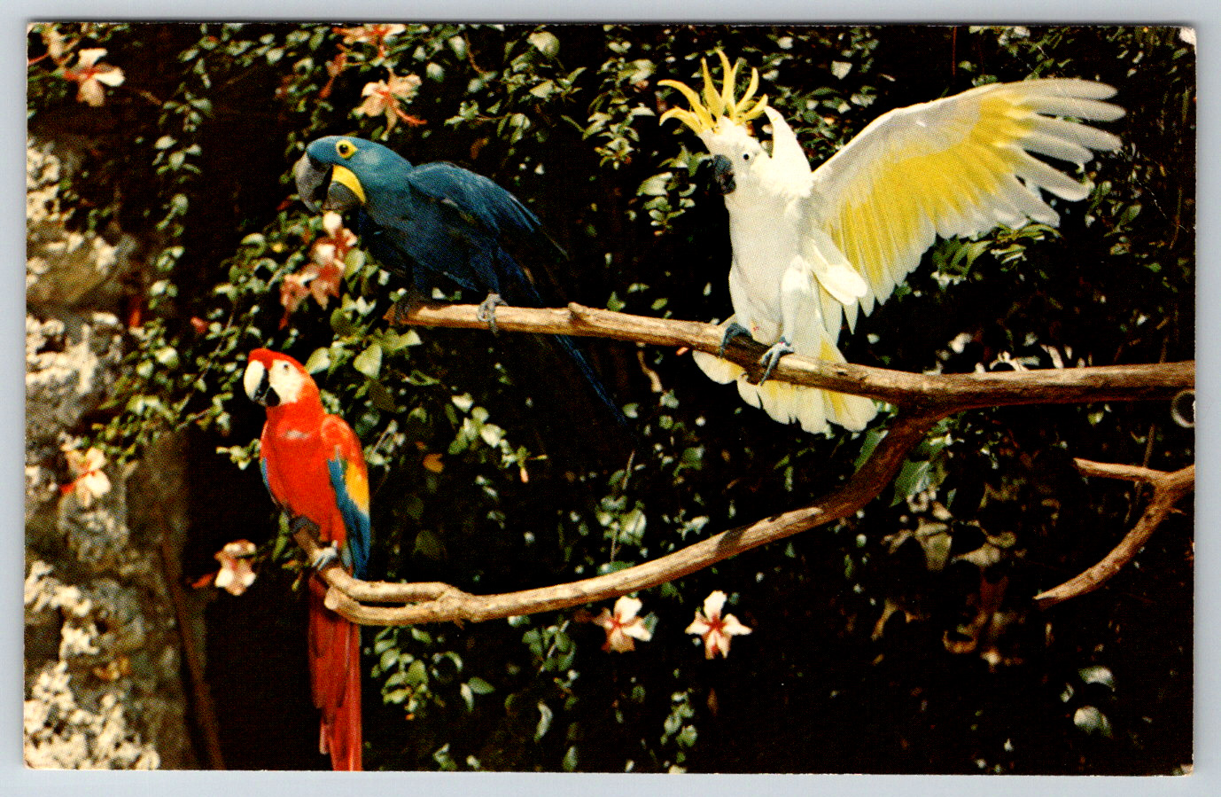 c1960s Tropical Birds Florida Parrots Vintage Postcard