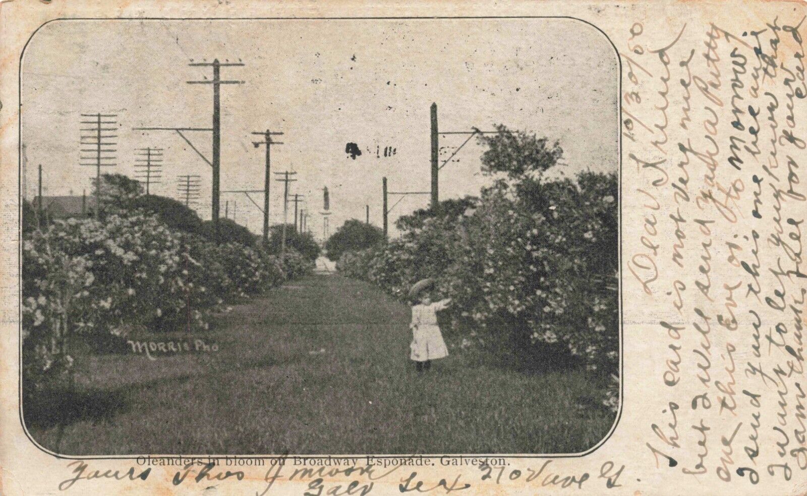 Postcard Oleander in Bloom on Broadway Esponade Galveston Texas TX 1905 UDB
