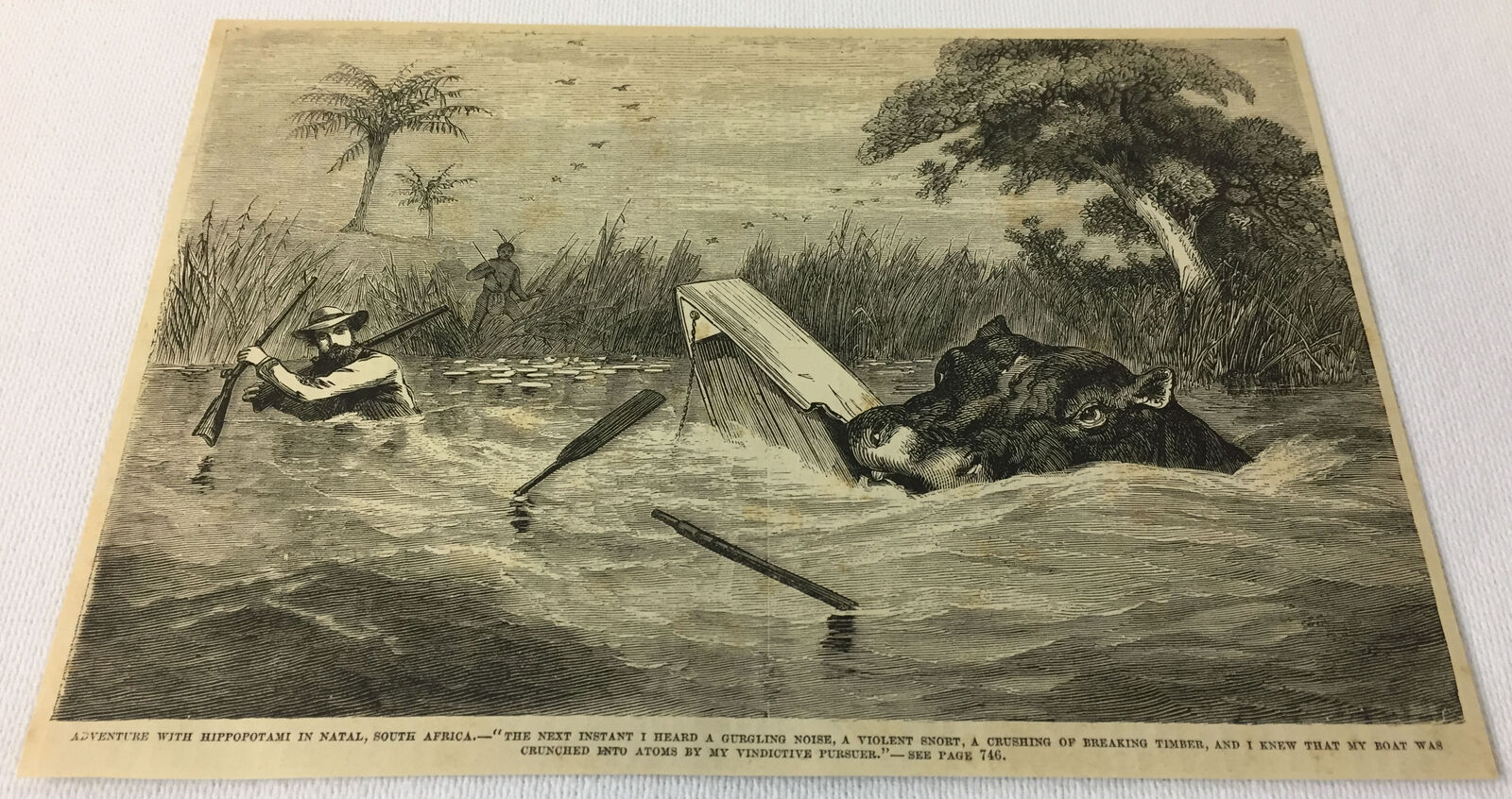 1876 magazine engraving ~ HIPPOPOTAMUS, Destroying Boat