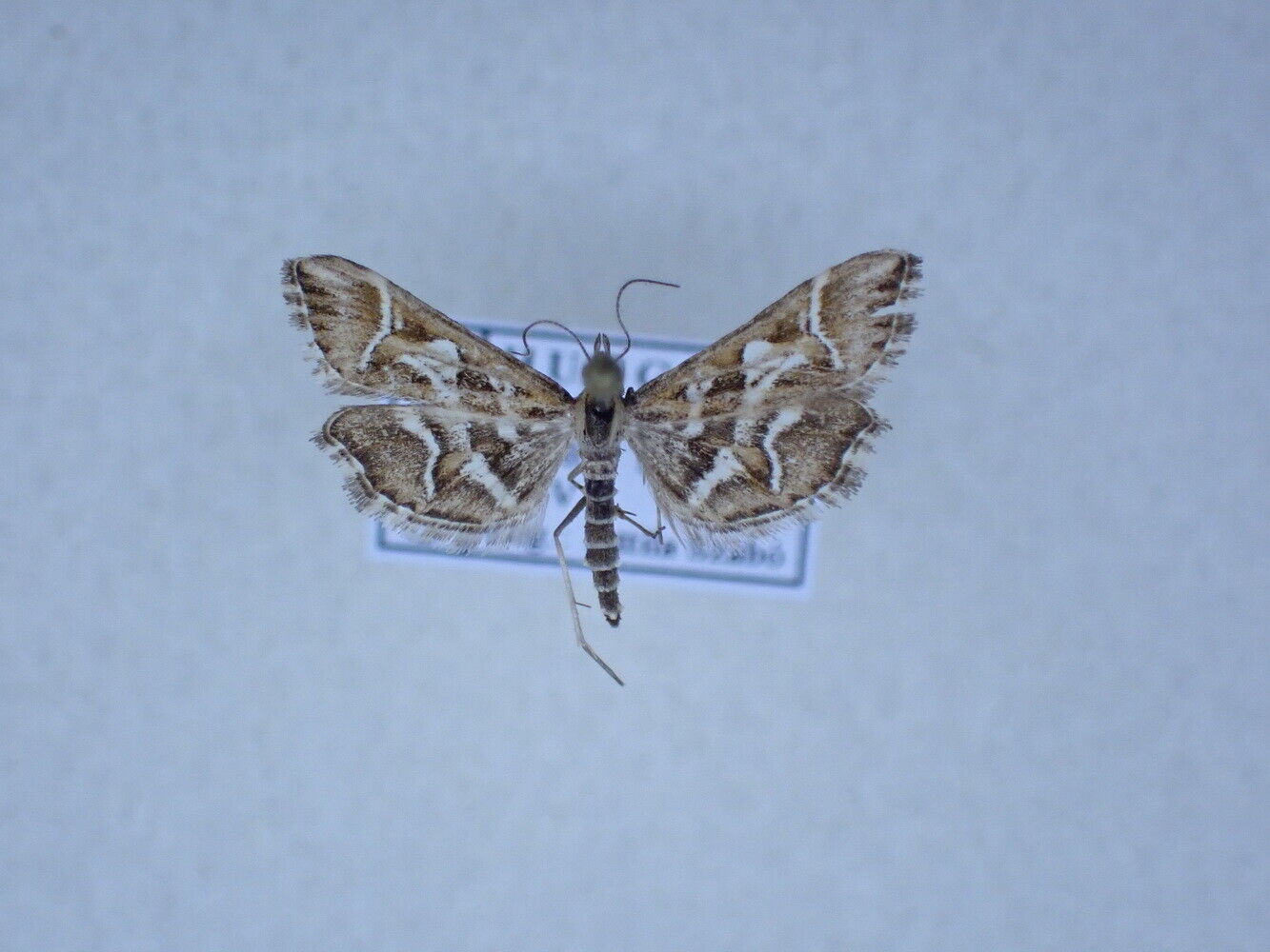 Crambidae, Spilomelinae sp. Micro moth 