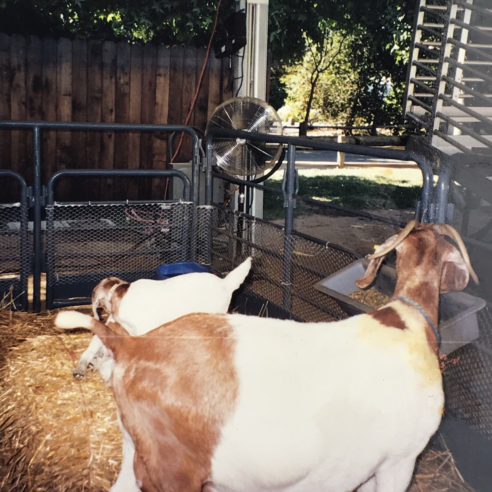 Vintage Color Photo Goats Animal Standing Back Eating Hay Fence Barn Farm 