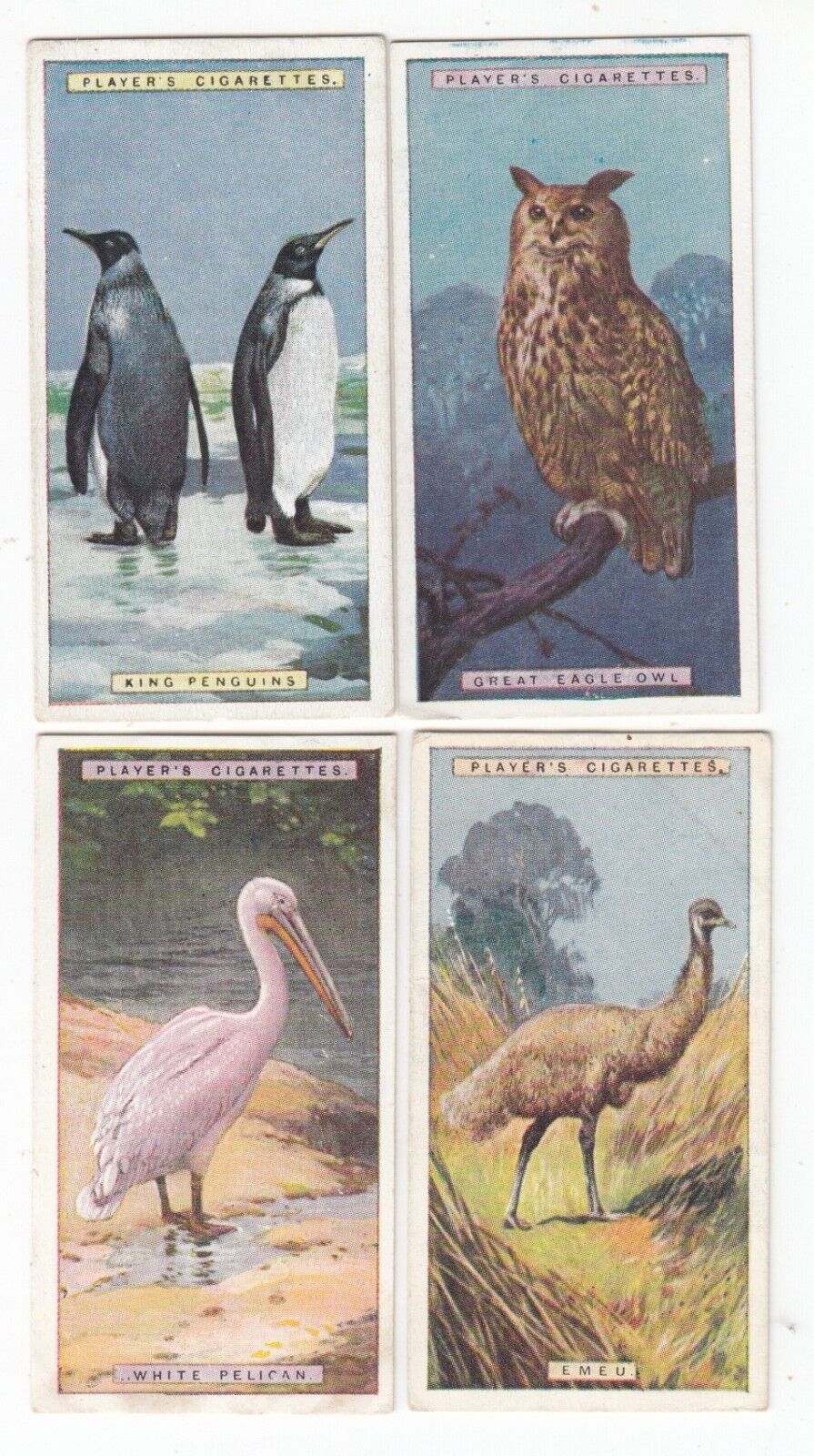4 1924 Wildlife Painting Cards KING PENGUINS , GIANT EAGLE OWL , PELICAN , EMEU