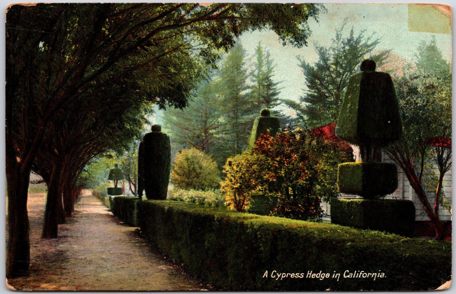 A California Cypress Hedge Landscape Postcard 1900s