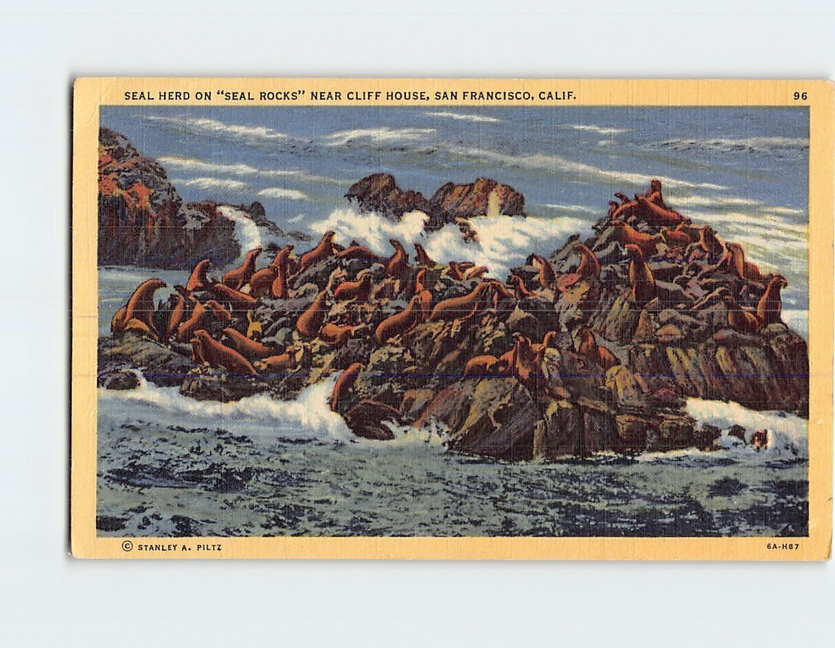Postcard Seal Herd \