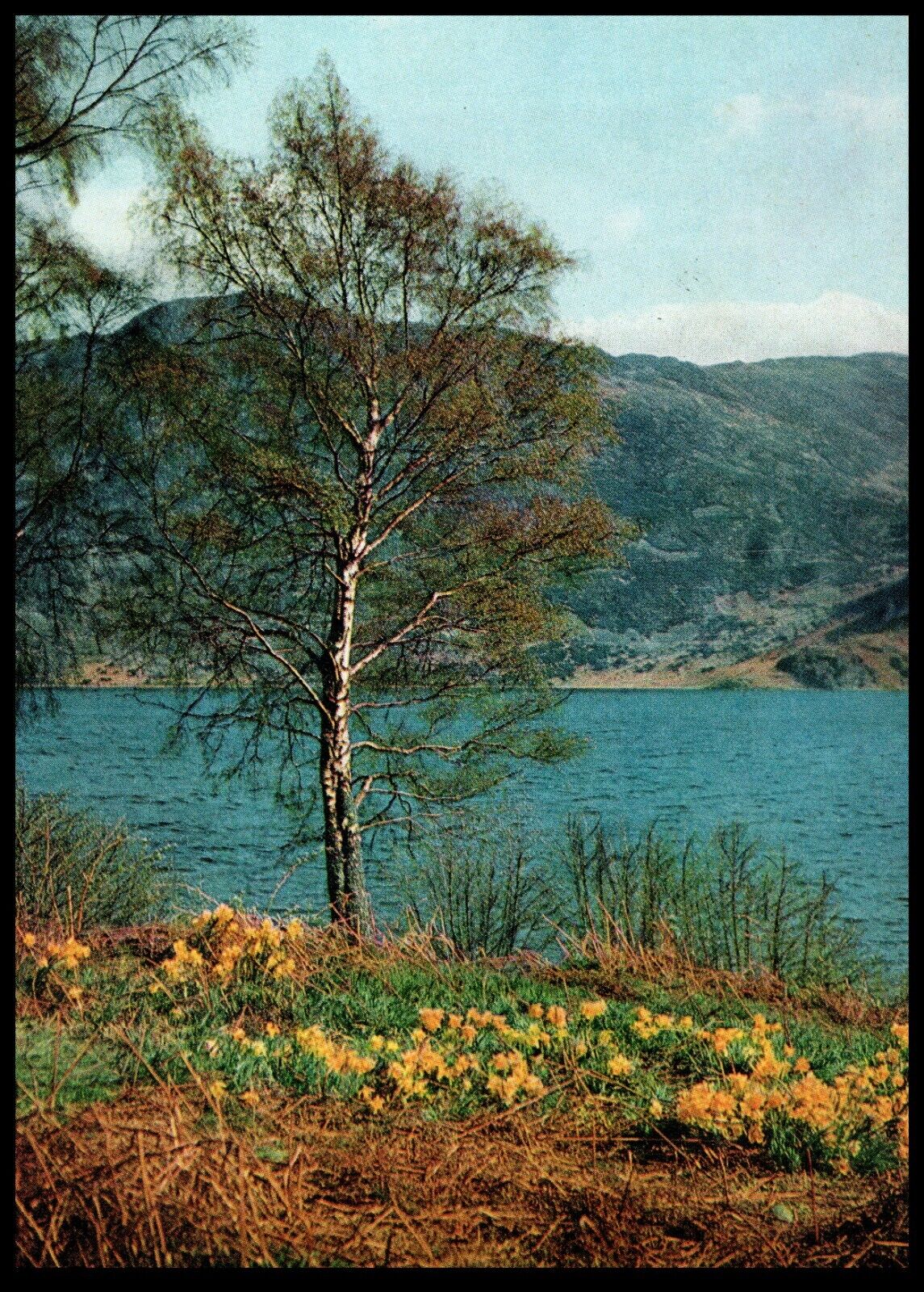 Postcard - Vintage - Wordsworth\'s Daffodils Ullswater  Glencoyne Park - Flowers