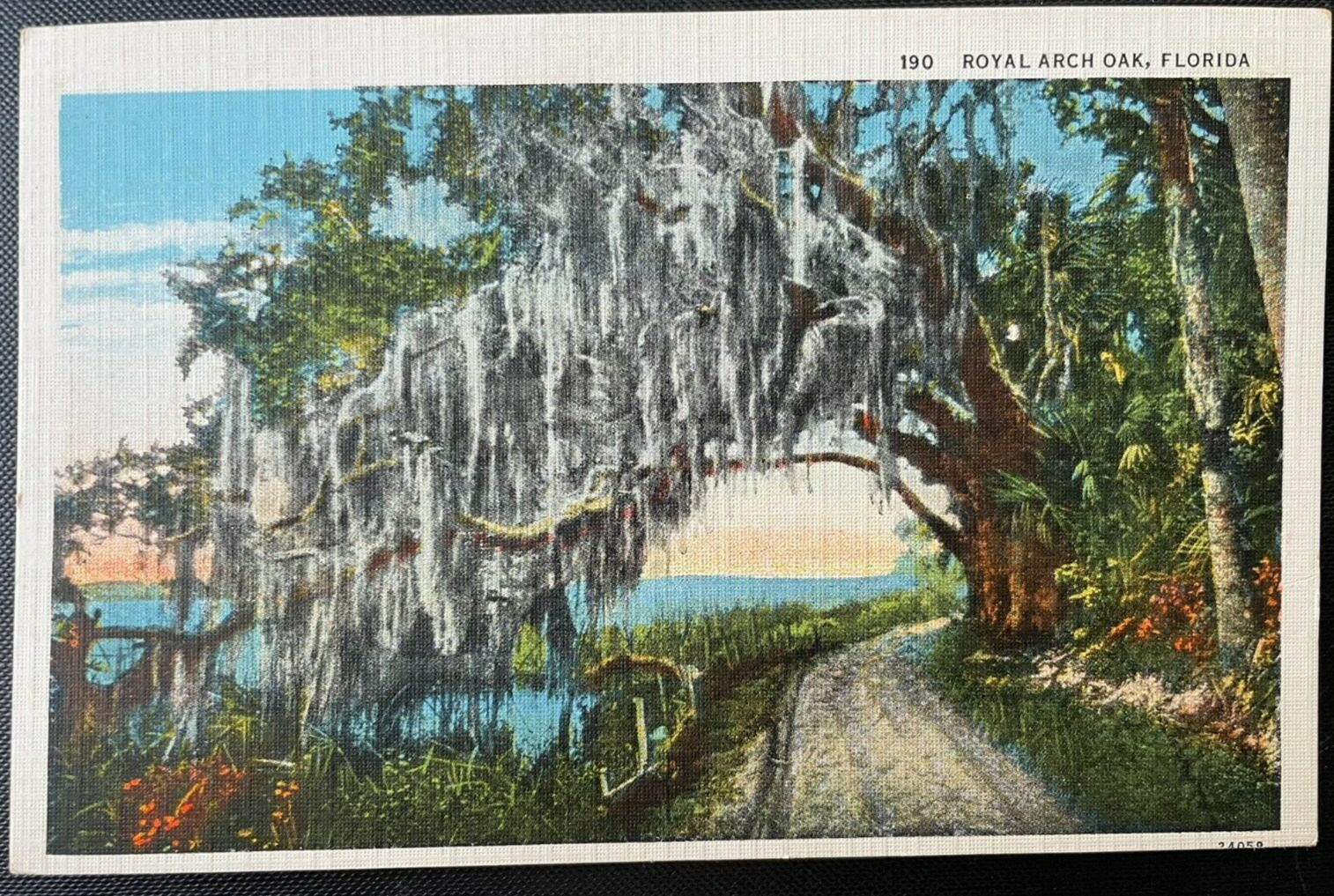 Vintage Postcard 1915-1930 Royal Arch Oak Tree Florida (FL)