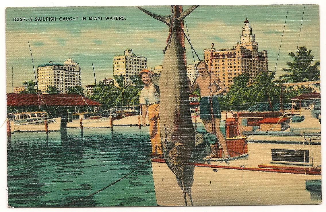 Vintage  PC; Sailfish Caught in Miami Waters; Fishermen Pose As Well w/Boat