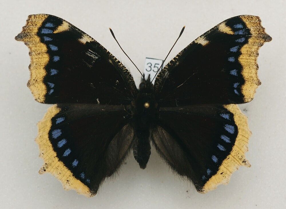 Nymphalidae - Nymphalis antiopa - Camberwell Beauty - #35