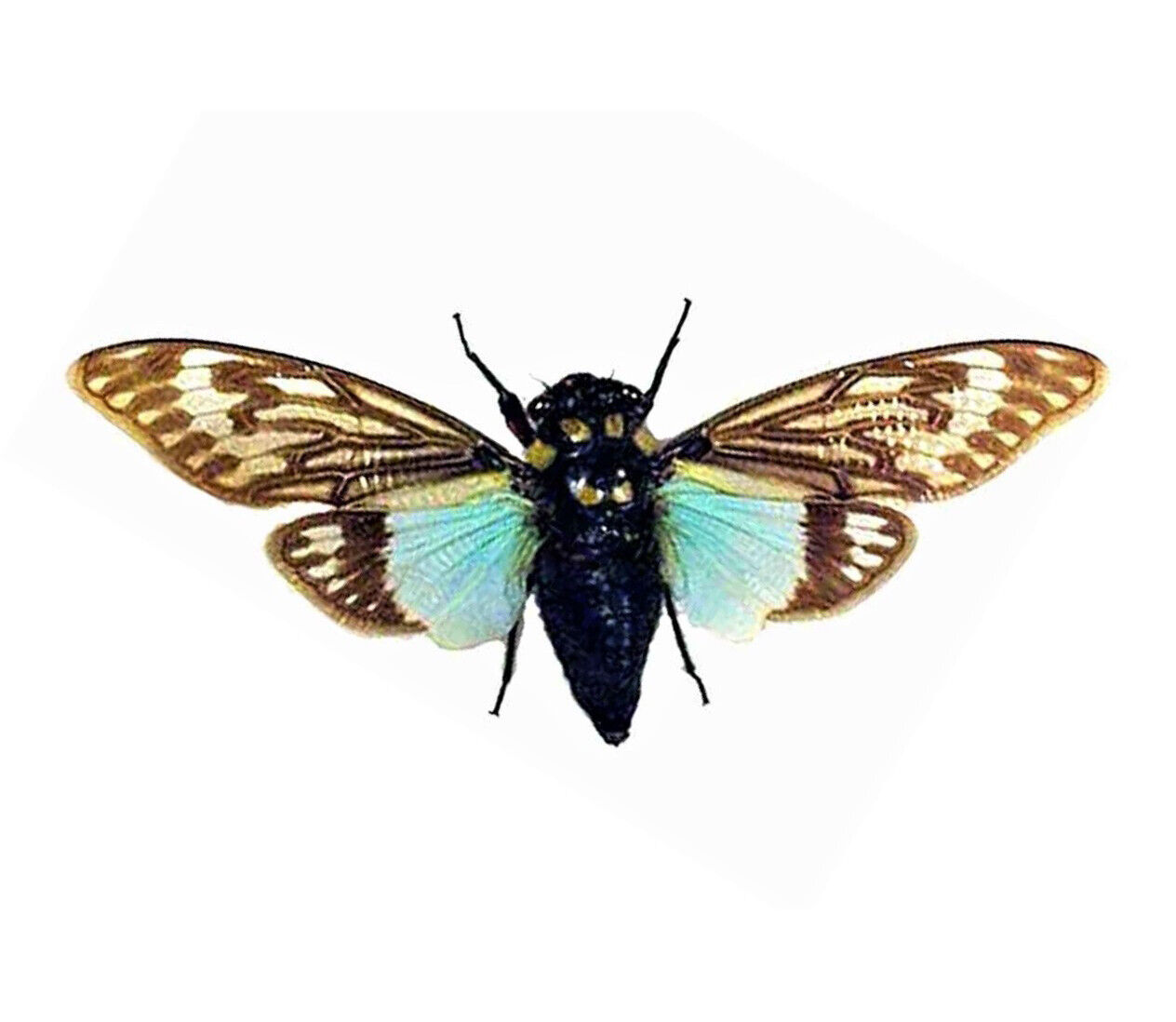 Tosena splendida ONE REAL BLUE CICADA SPREAD MOUNTED PAPERED PACKAGED