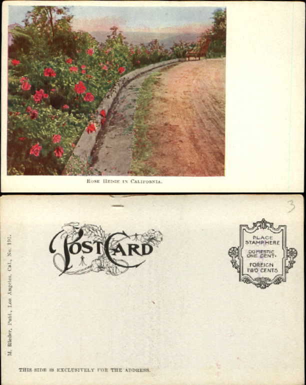 Rose hedge in California UDB postcard ca. 1905