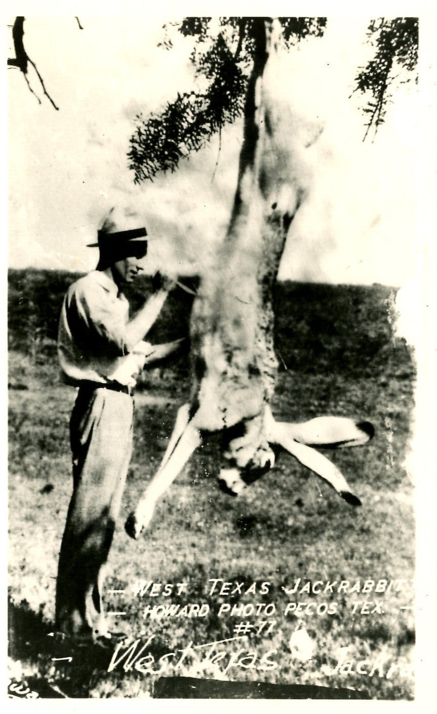 Postcard RPPC Exaggerated West Texas Jackrabbit Hunting Giant Rabbit c1930s 9422