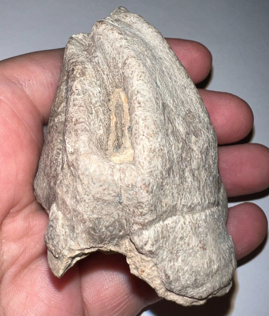 Large Ice Age Fossil WOOLLY RHINO MOLAR COELODONTA ANTIQUITATIS 2.7 INCHES