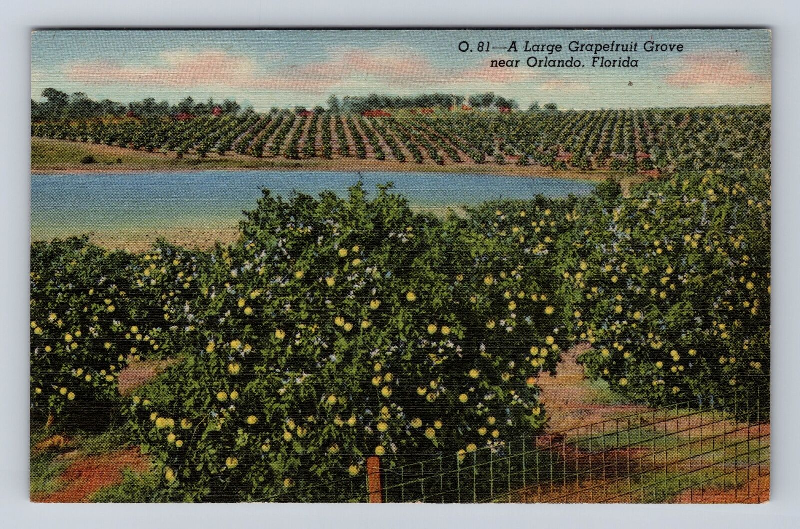 Orlando FL- Florida, Large Grapefruit Grove, Antique, Vintage Souvenir Postcard