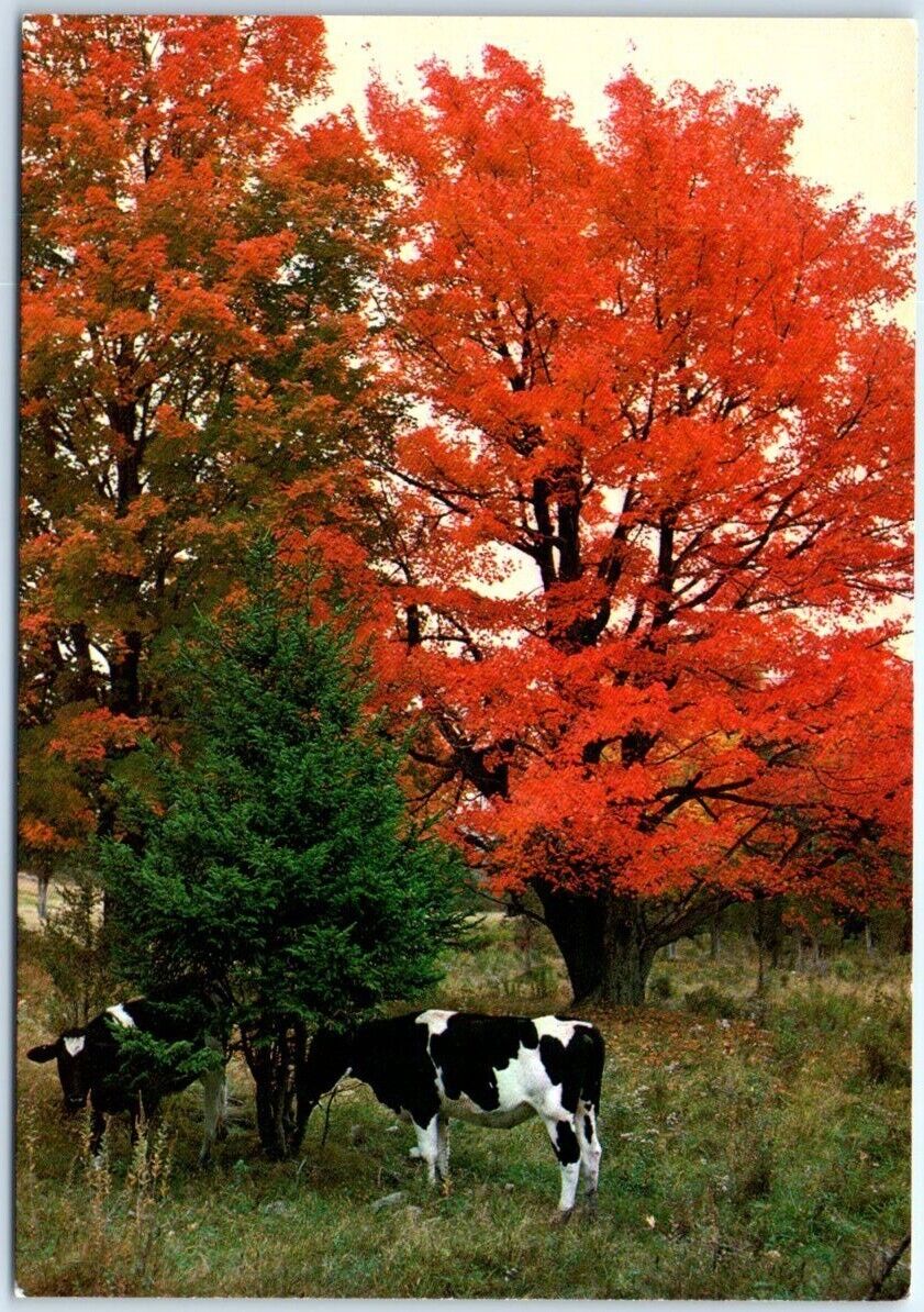 Young Holstein Cows - Maple Tree - Beautiful Vermont - USA, North America