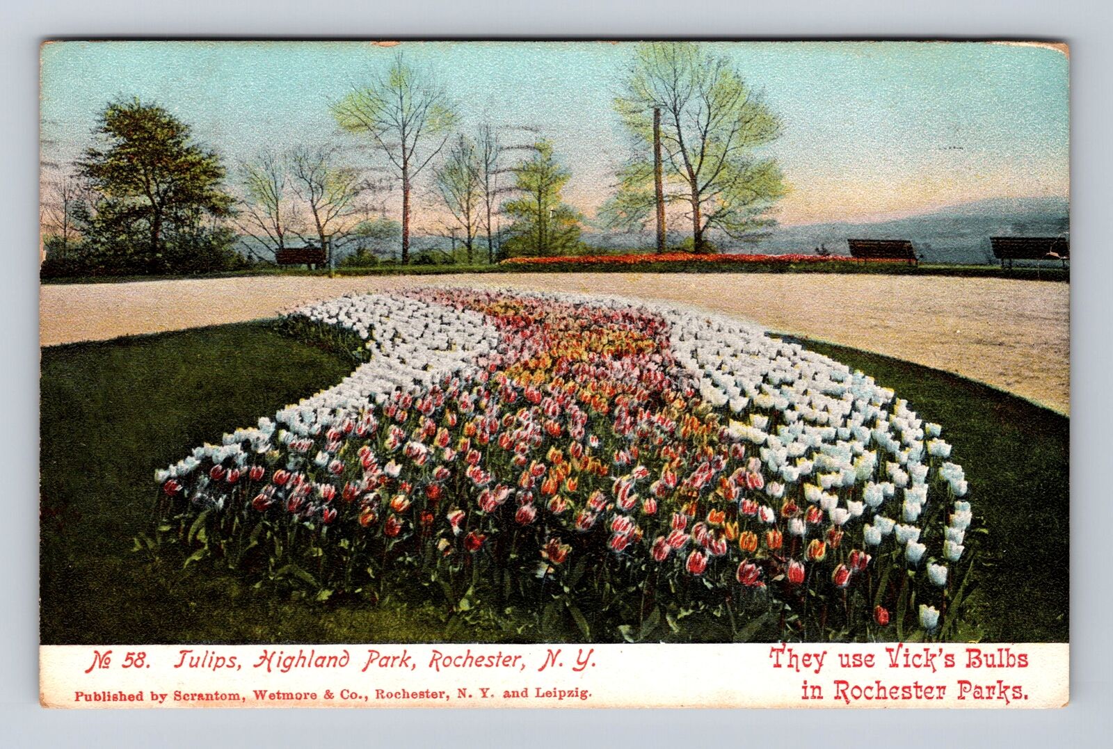 Rochester NY-New York, Tulips, Highland Park, Antique, Vintage c1907 Postcard